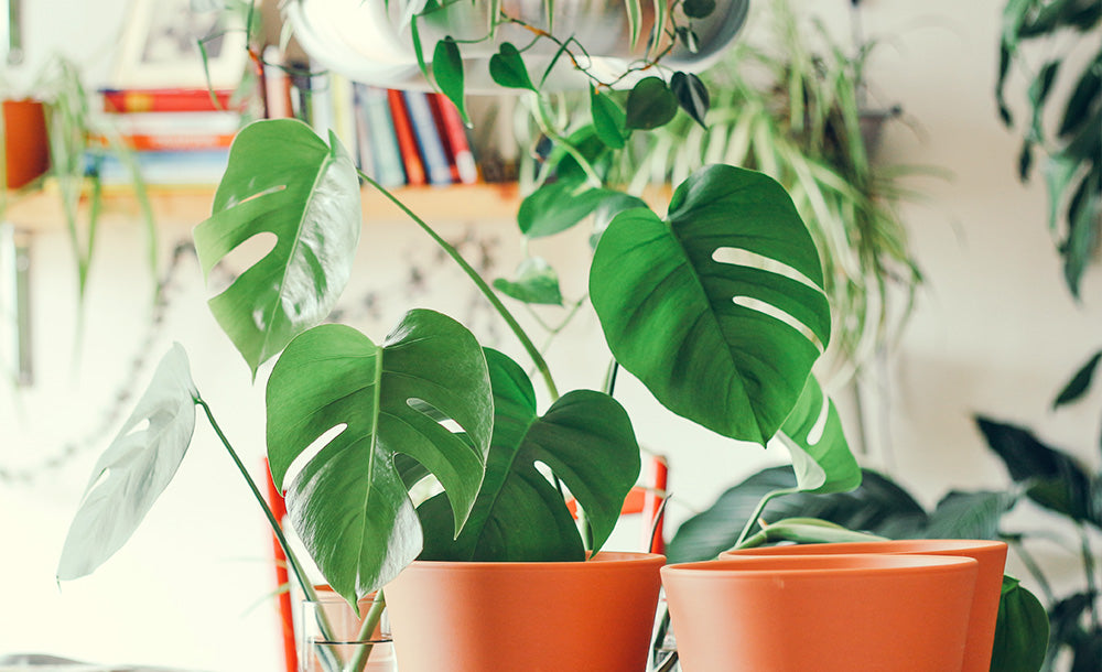 Monstera, Fensterblatt in Wohnung