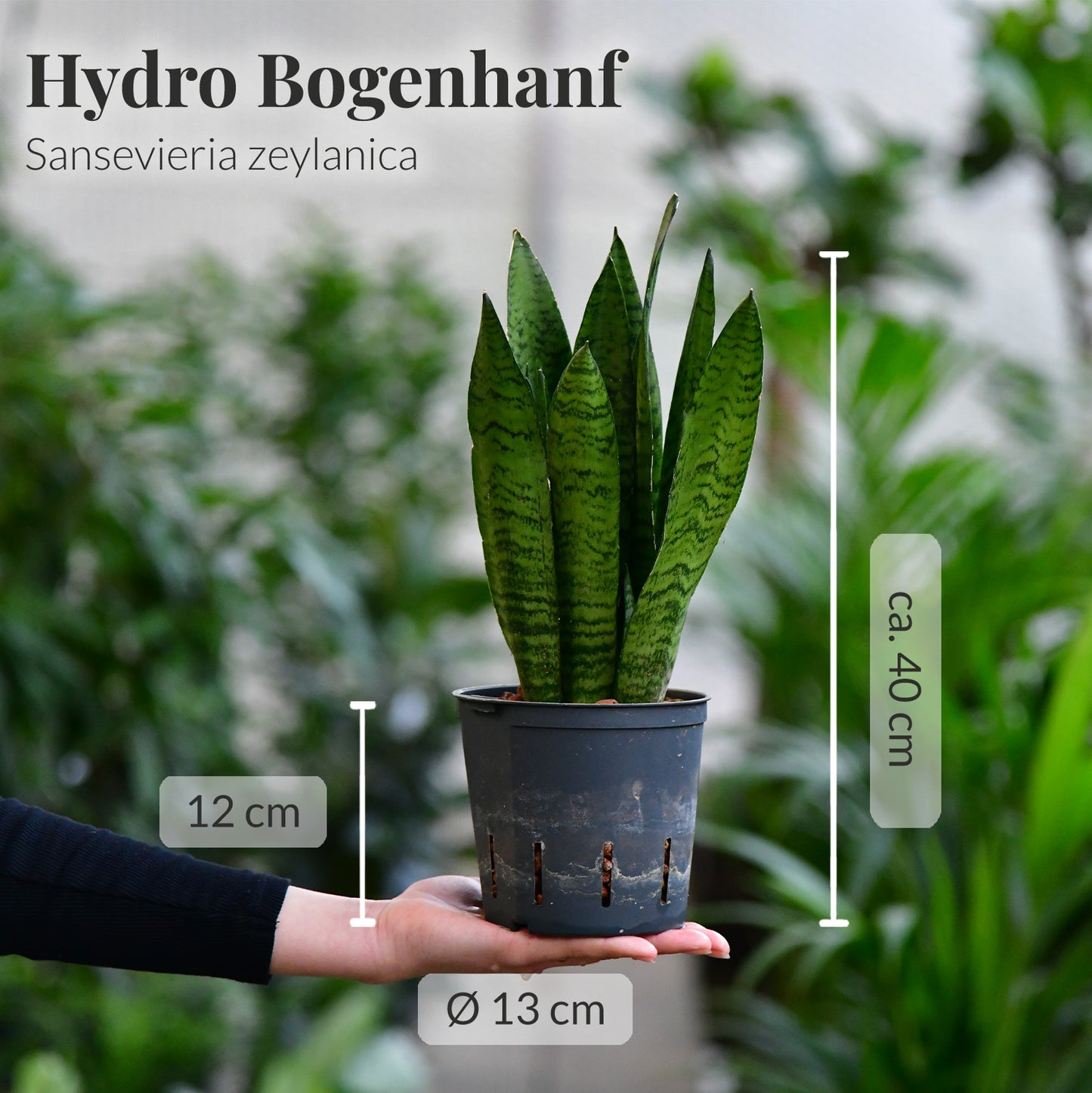 3+1 Hydrobox Büropflanzen