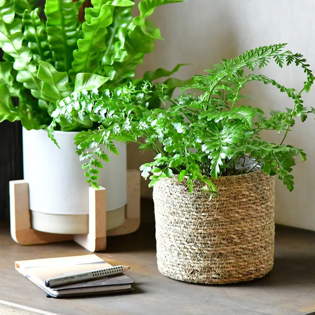 4er Übertopfset 4S Seegraskorb 14cm