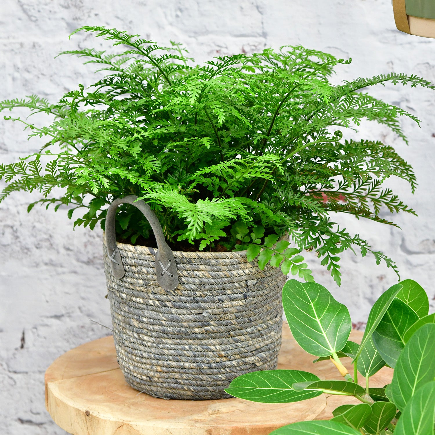 Nestfarn Asplenium parvati Zimmerpflanze im Bastkorb