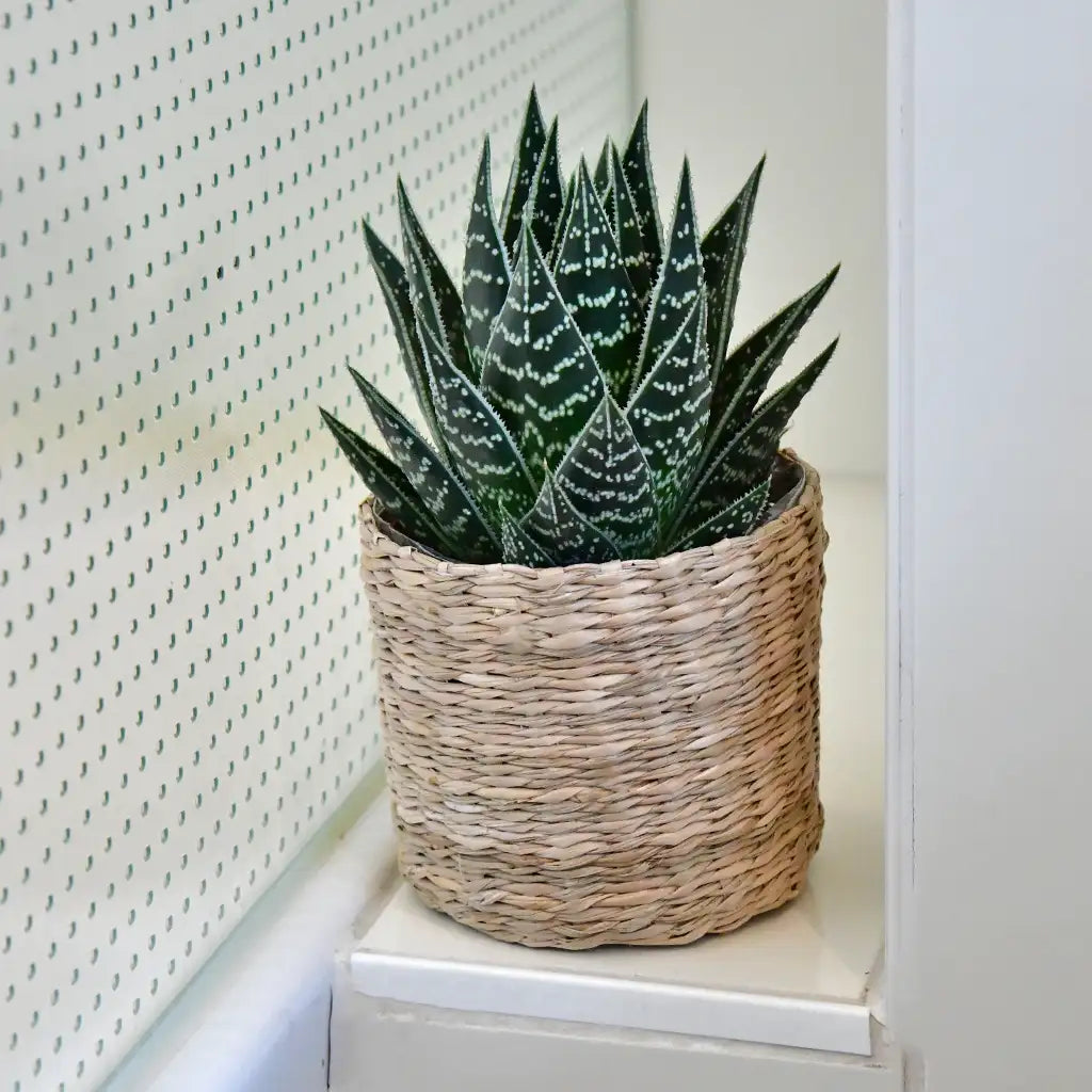 Babypflanze Aloe Tiki Tahi