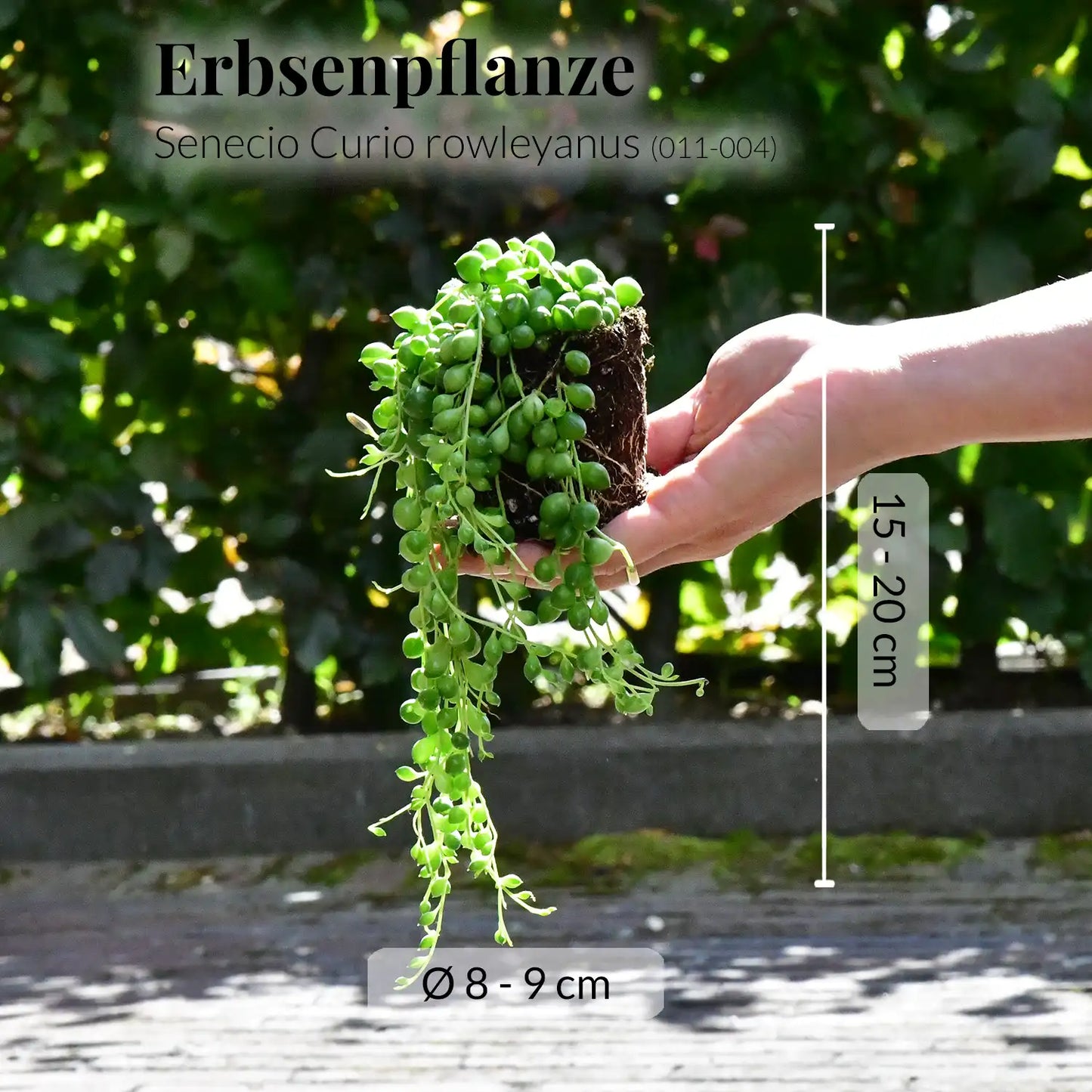 Babypflanze Erbsenpflanze