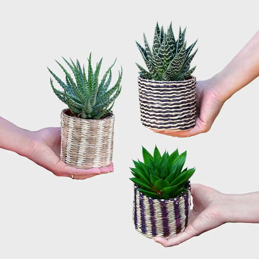 Babypflanze Trio Badezimmer Aloevera