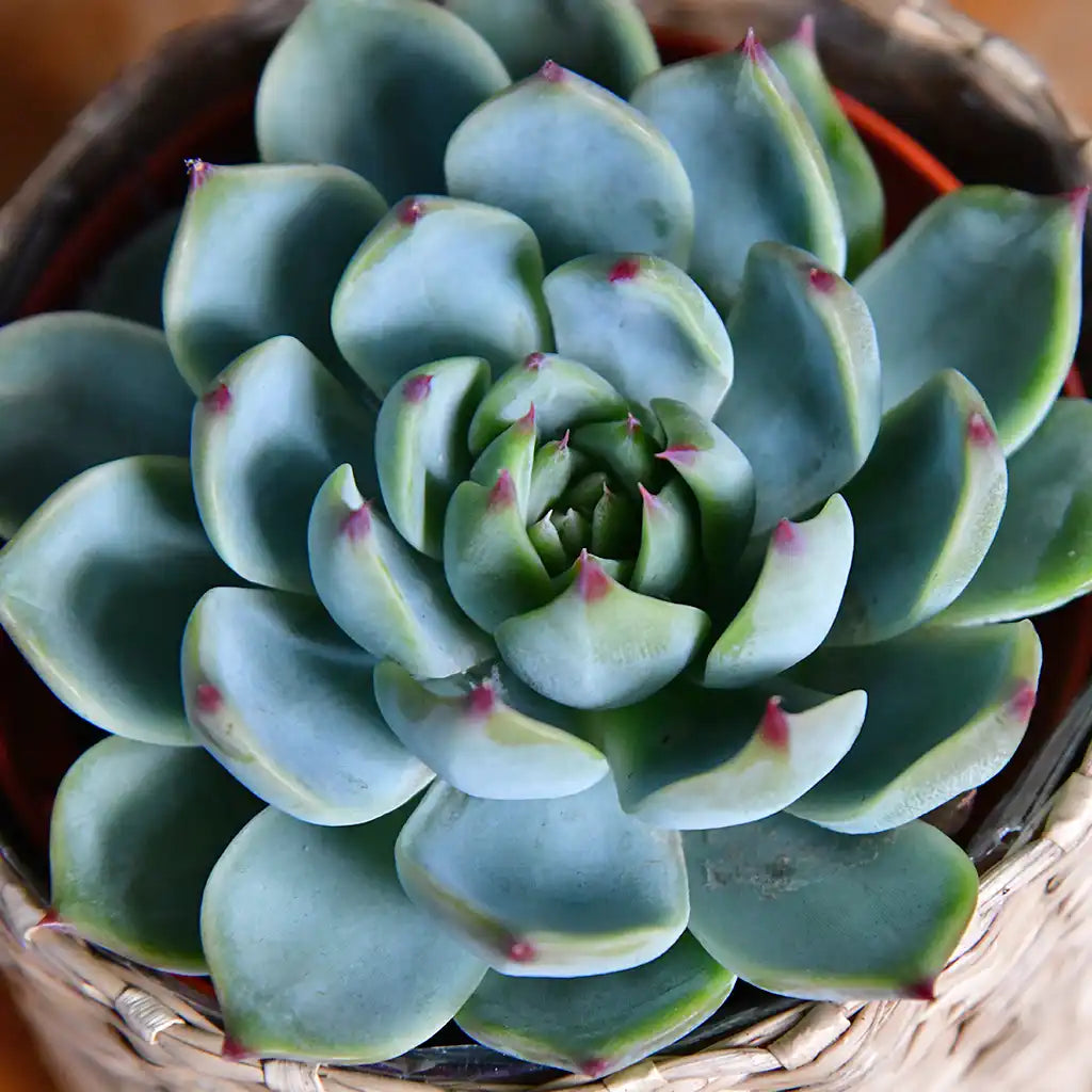 Babypflanze Sukkulente Kleine Silber Rosette