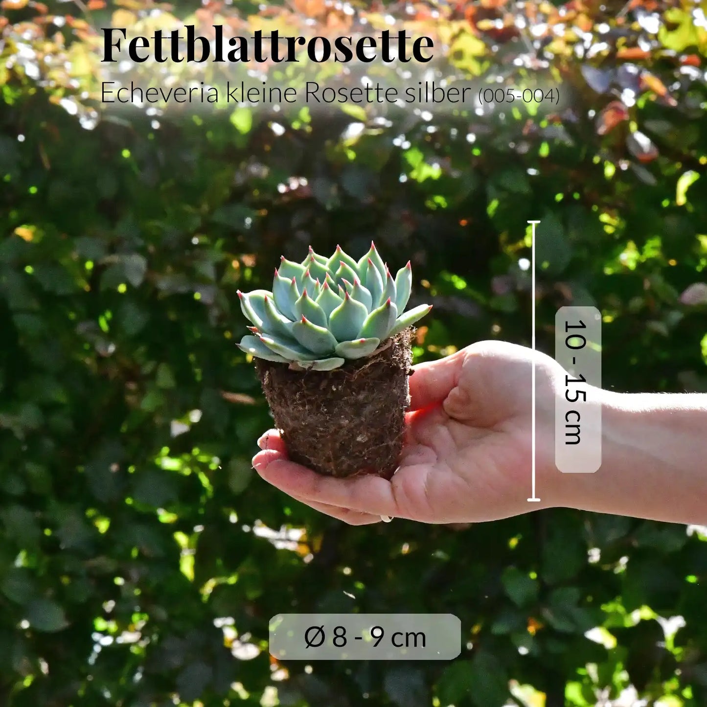 Babypflanze Sukkulente Kleine Silber Rosette