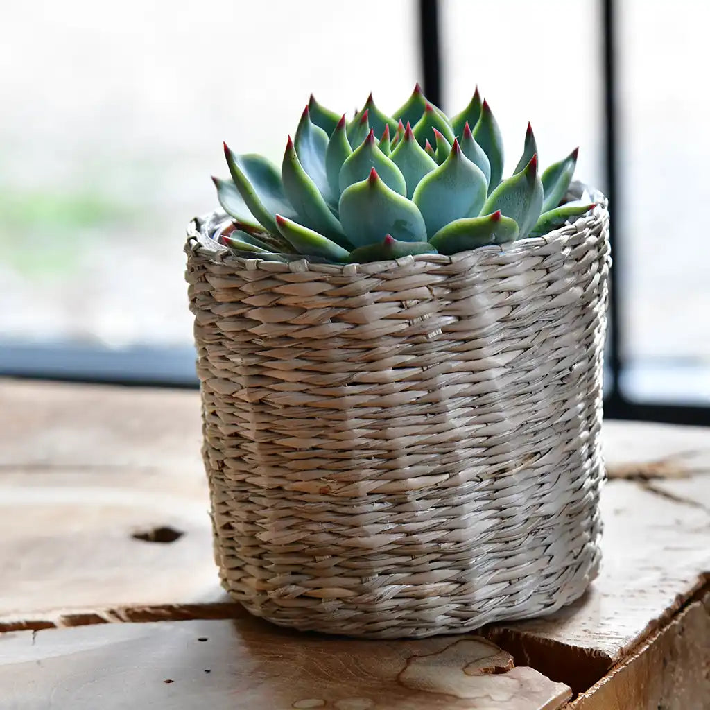 Babypflanze Sukkulente Kleine Silber Rosette
