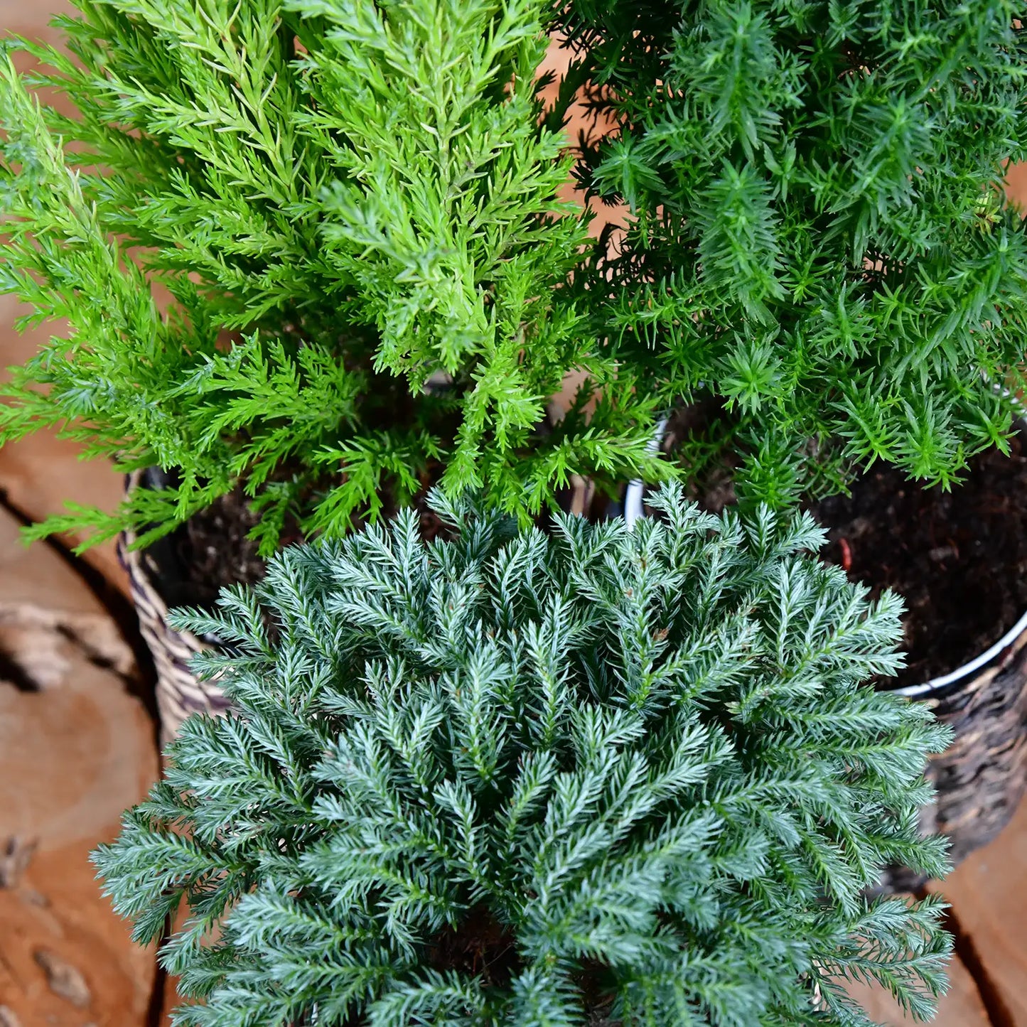 Babypflanzen Trio Weihnachtsbaum Mix