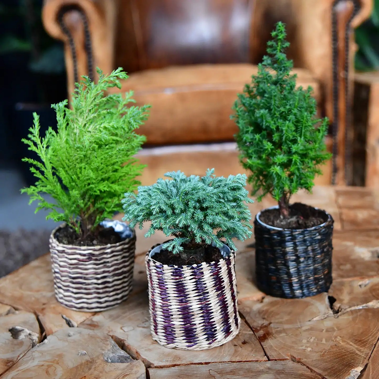 Babypflanzen Trio Weihnachtsbaum Mix