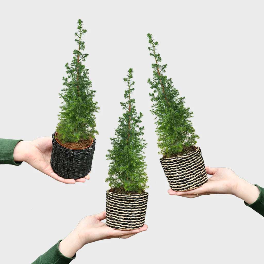 Babypflanzen Trio Weihnachtsbaum