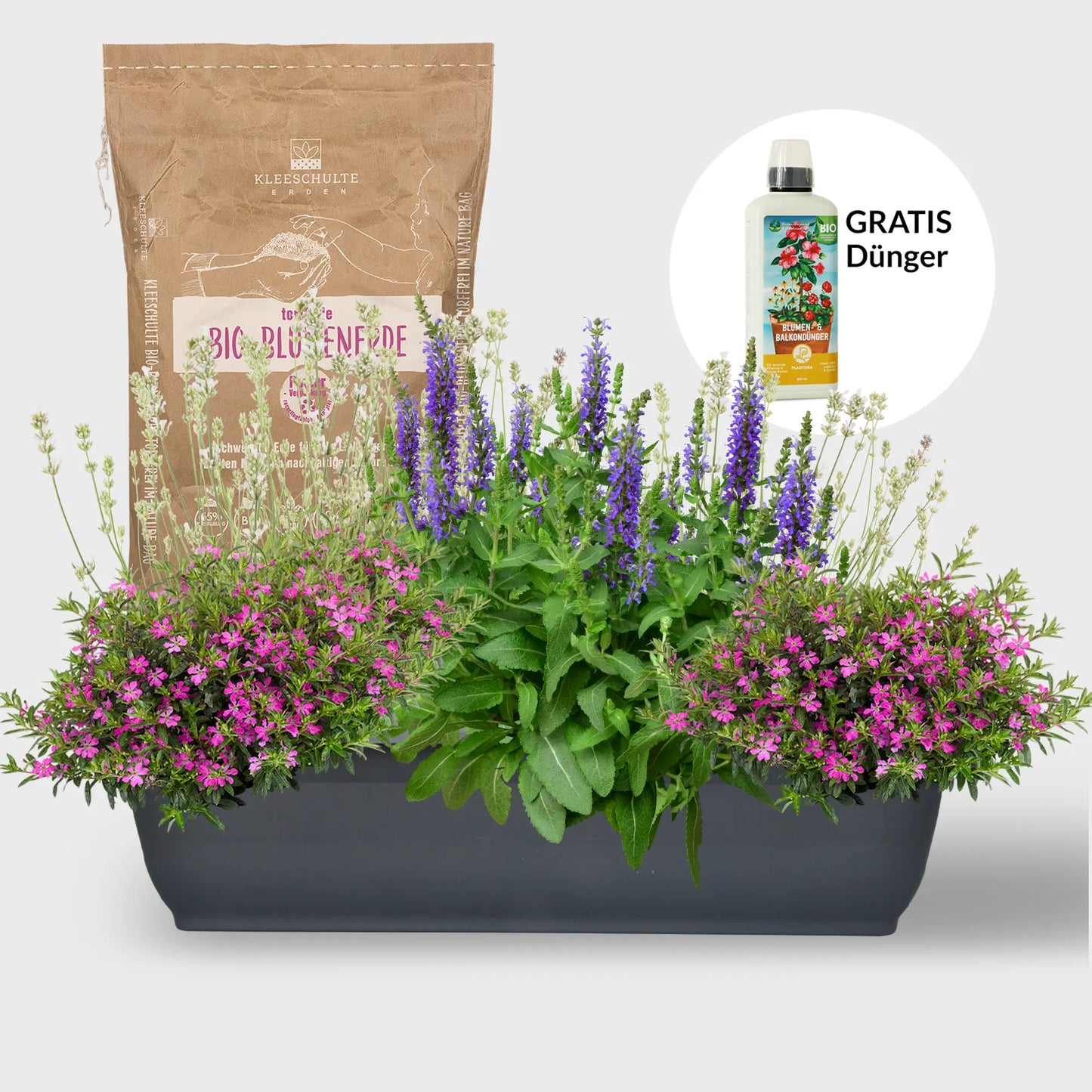Balkonkasten Set Lila Bienenweide