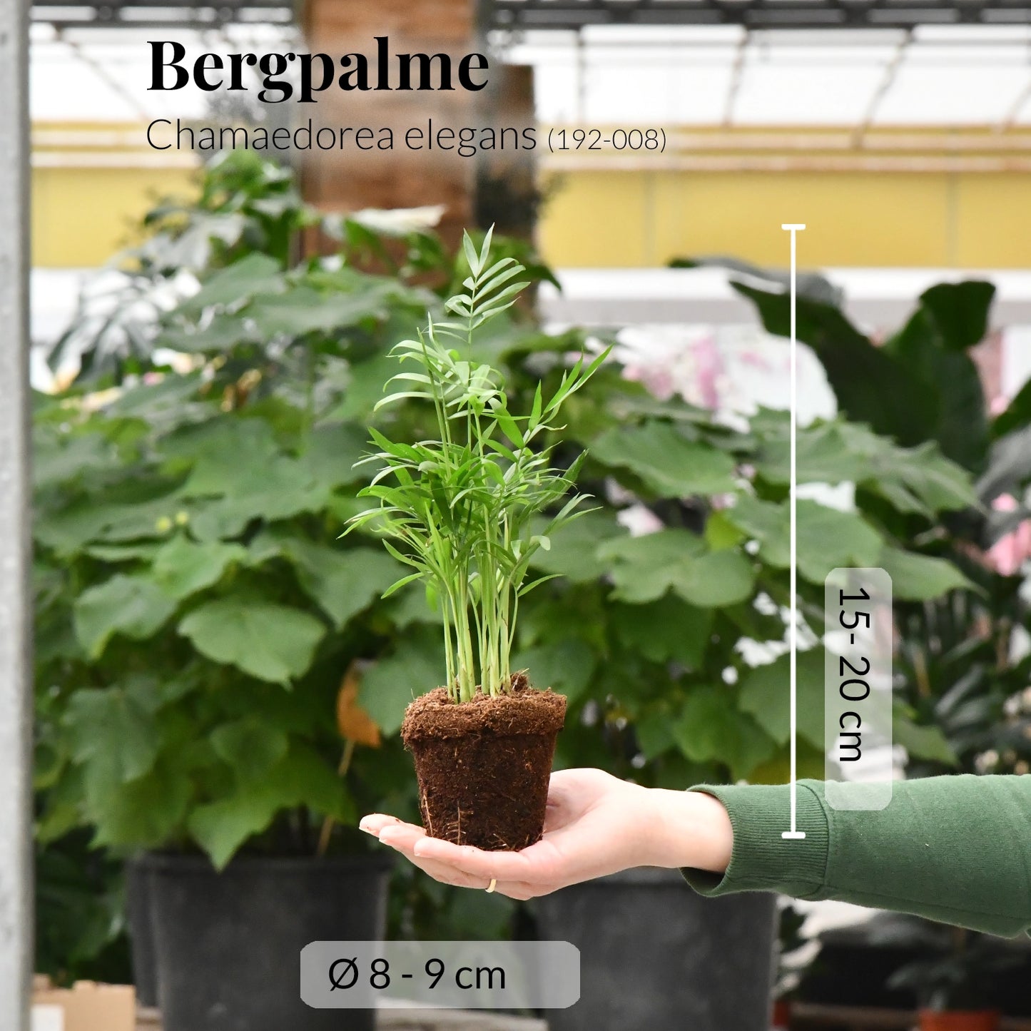 Babypflanze Bergpalme