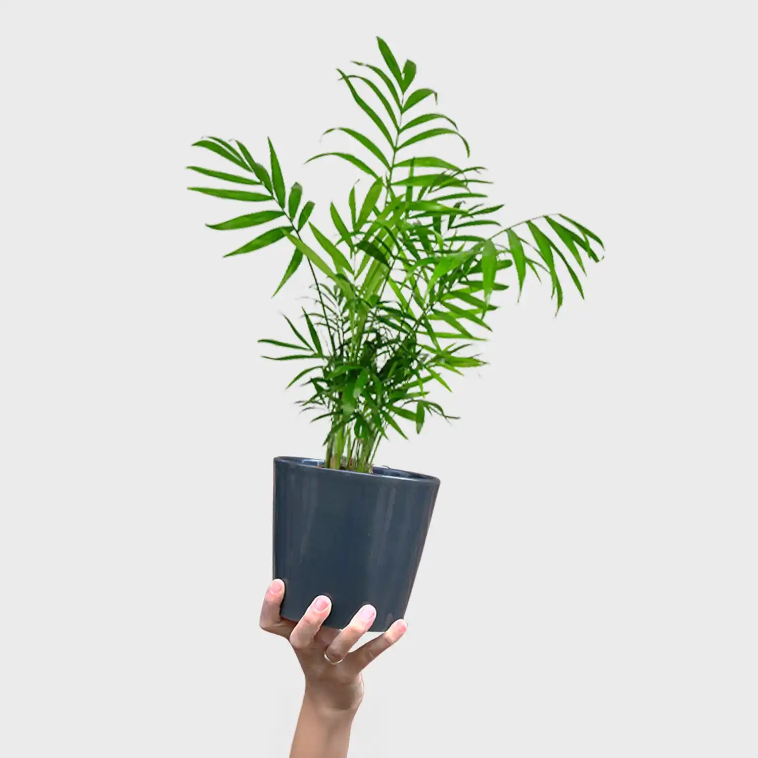 Bergpalme in S – Green Me Up