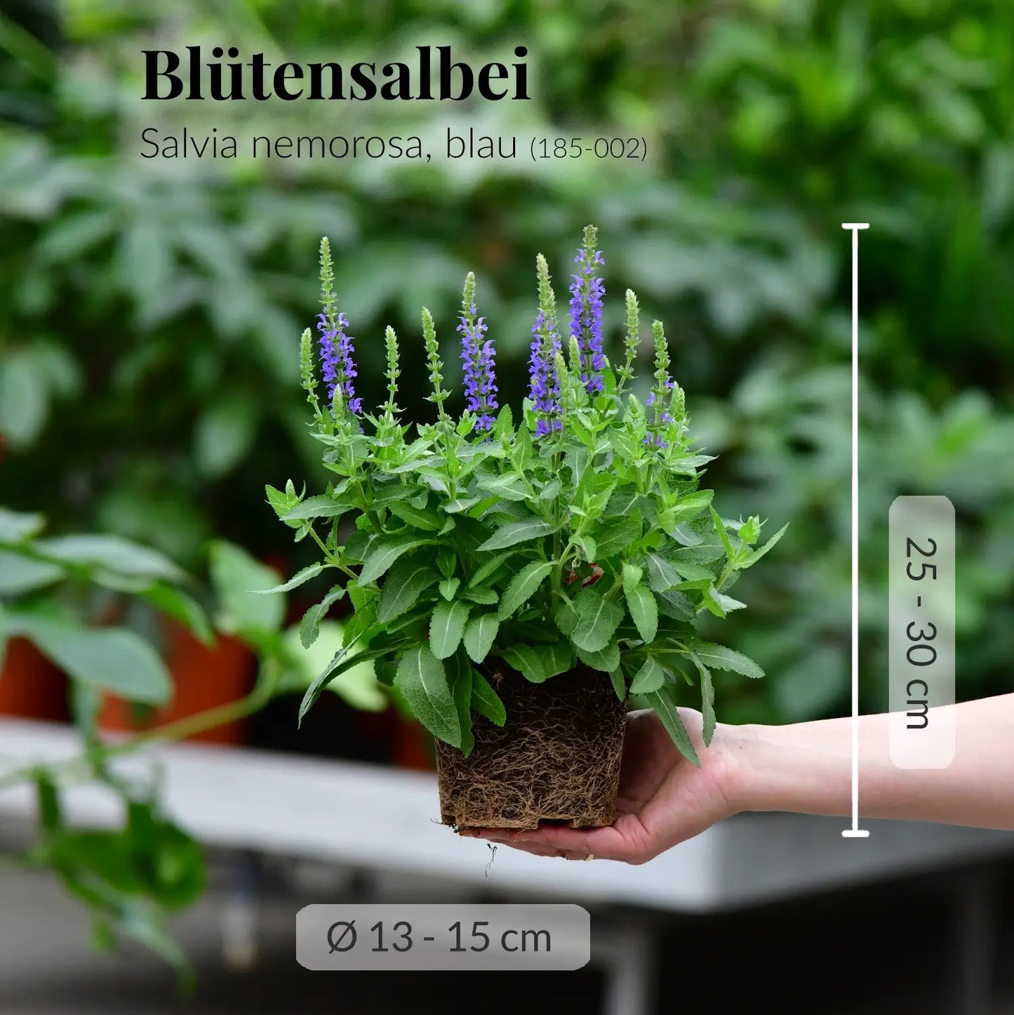 Frischer Blütensalbei mit gesunden Wurzeln direkt beim Gärtner kaufen