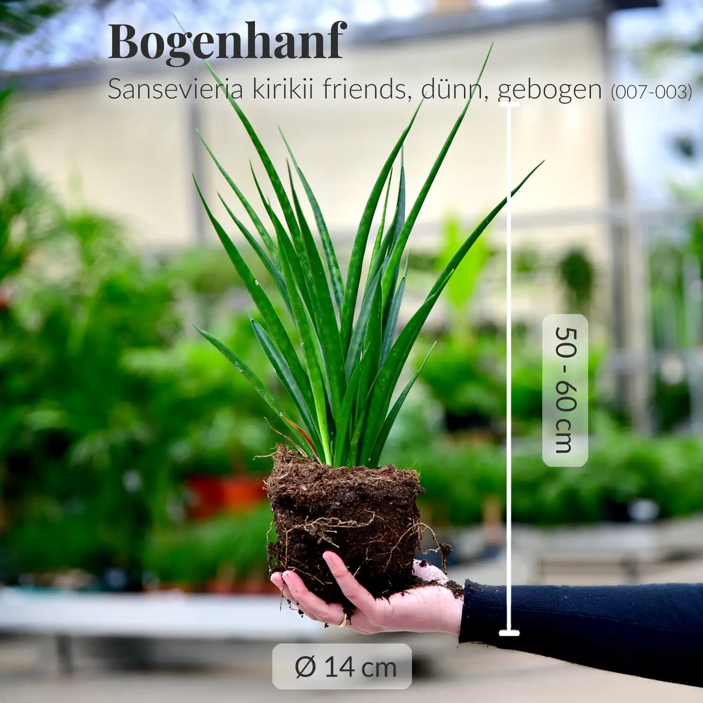 SPECIAL OFFER 2 FÜR 1 Gebogener Bogenhanf