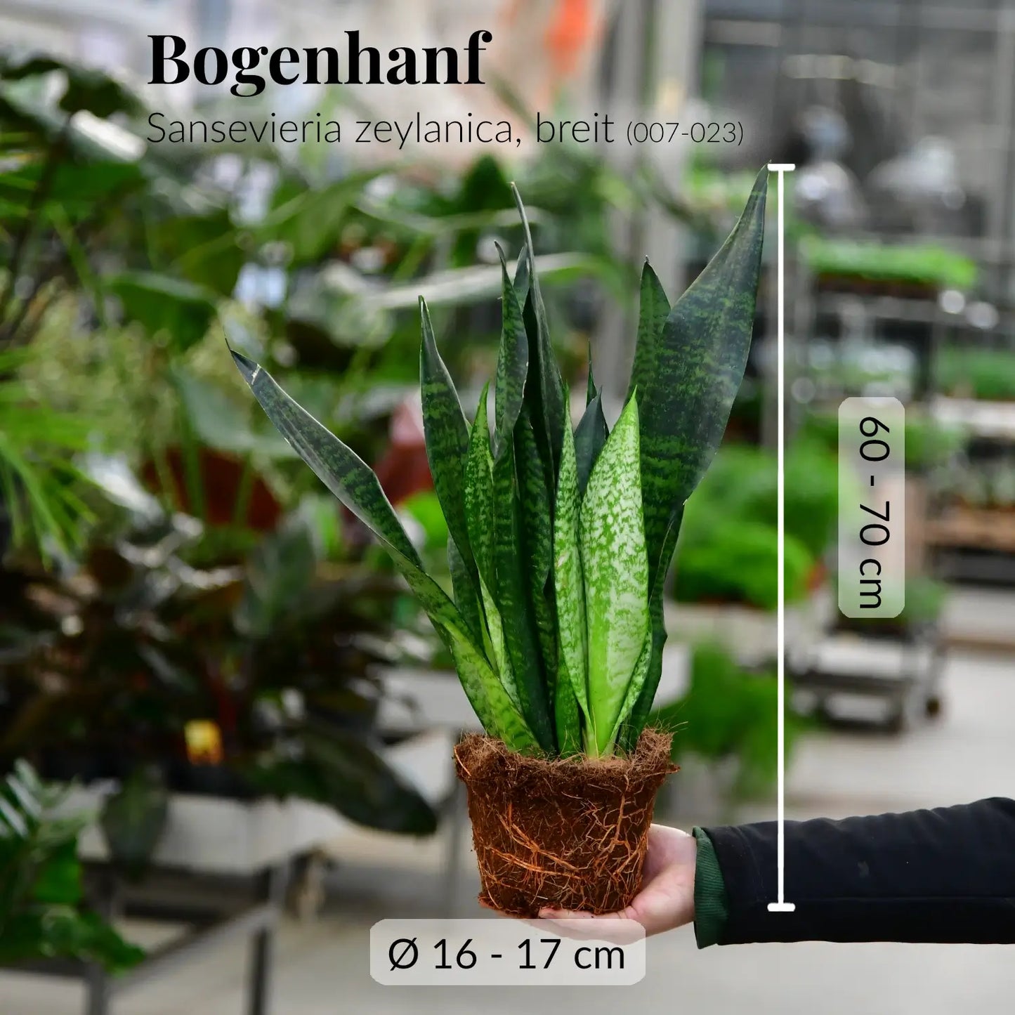 Gärtnerbild mit frischen Wurzeln vom Bogenhanf