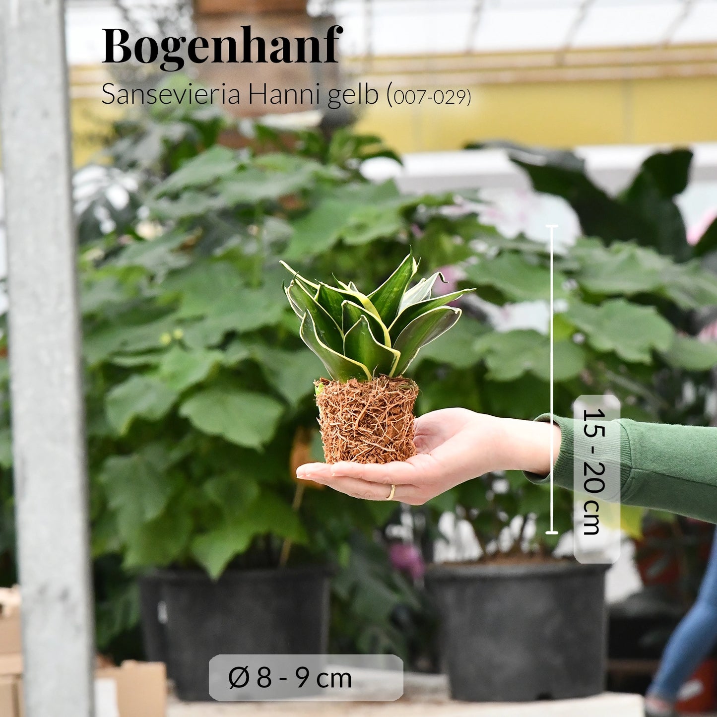 Babypflanze Sansevieria Hanni Gelb