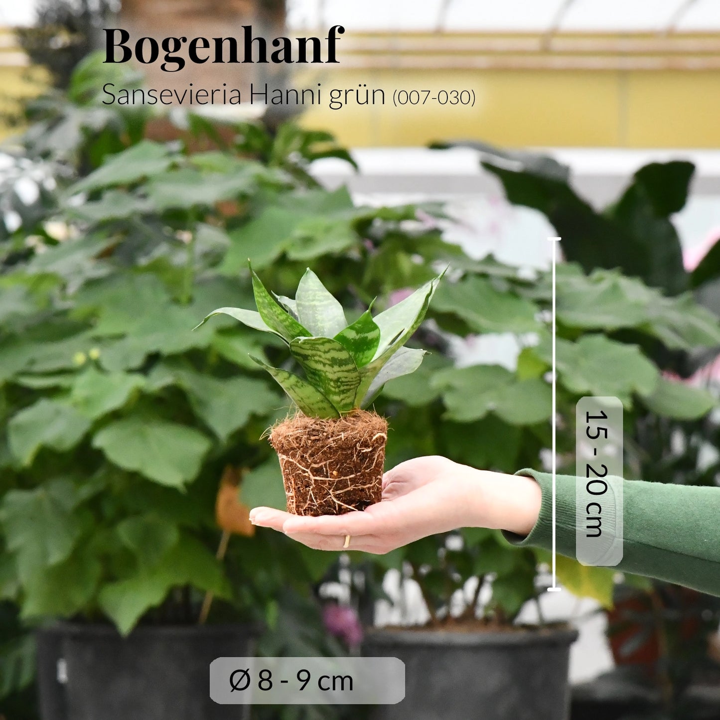 Babypflanze Sansevieria Hanni Grün