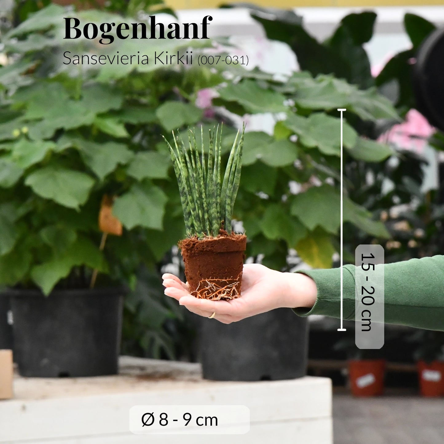 Babypflanze Trio Badezimmer Sukkulenten