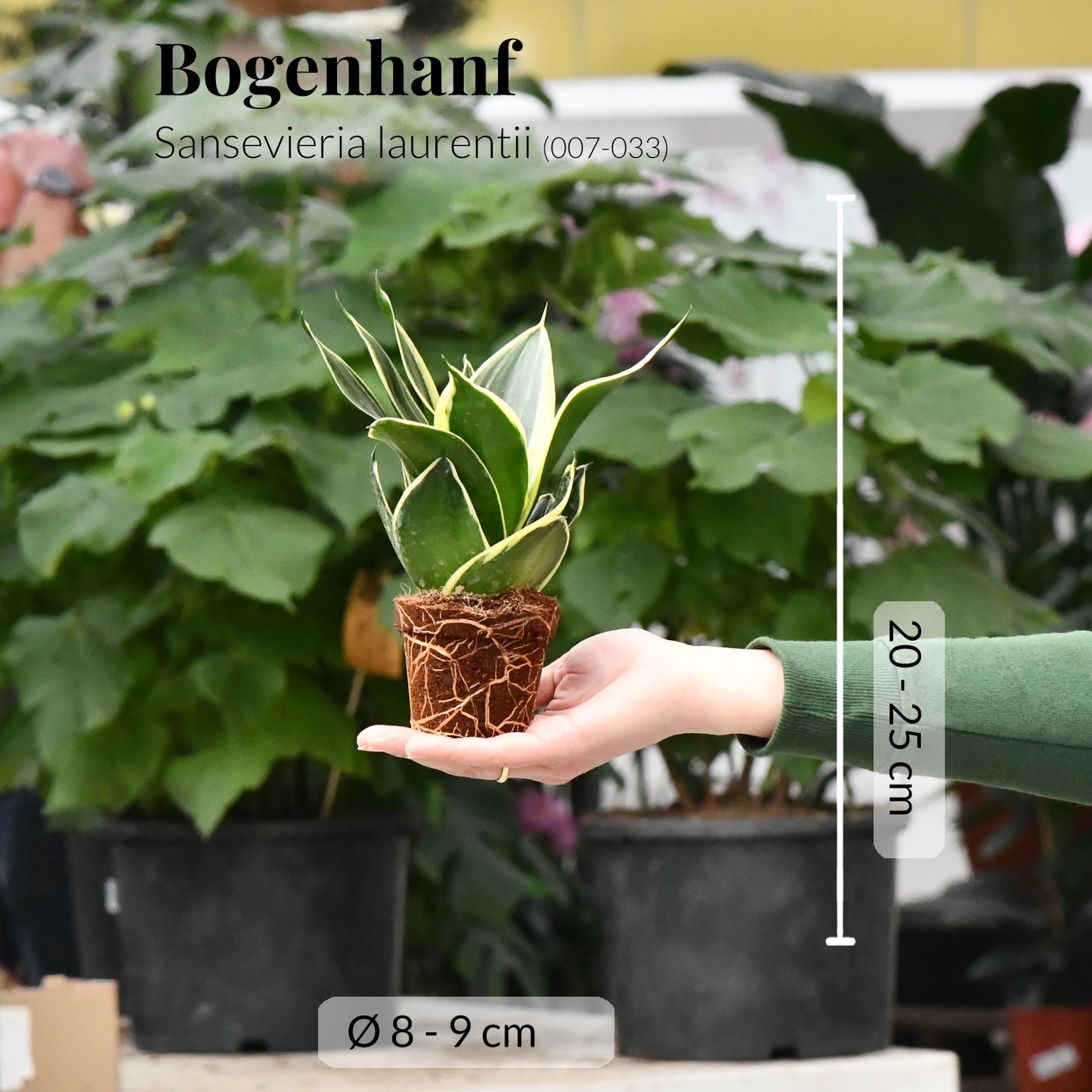 Babypflanze Drillinge Bogenhanf