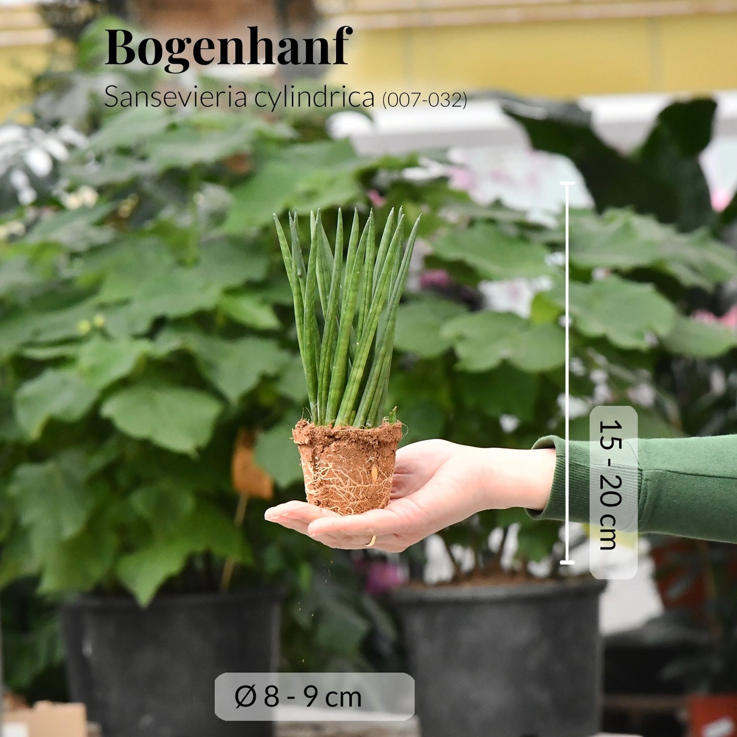 Babypflanze Trio Badezimmer Sukkulenten
