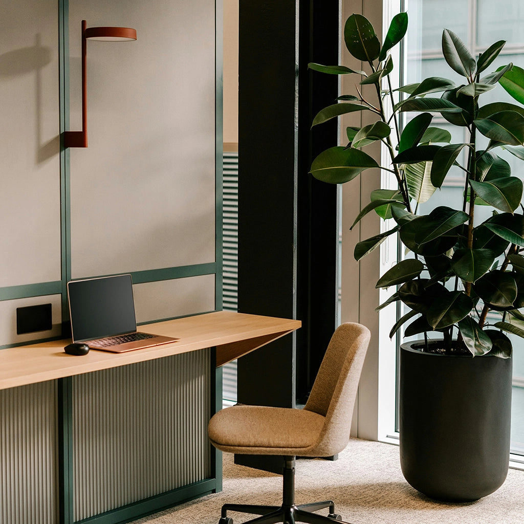 Große Geigenfeige Ficus Lyrata neben Arbeitsplatz im Büro
