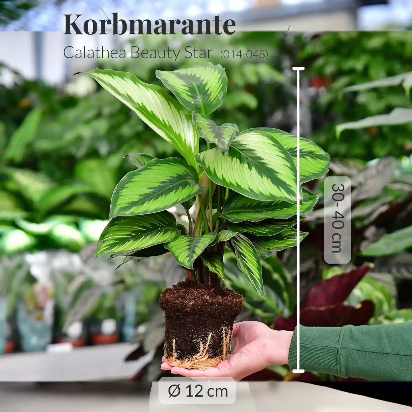 6er Box Tierfreunde für wenig Licht