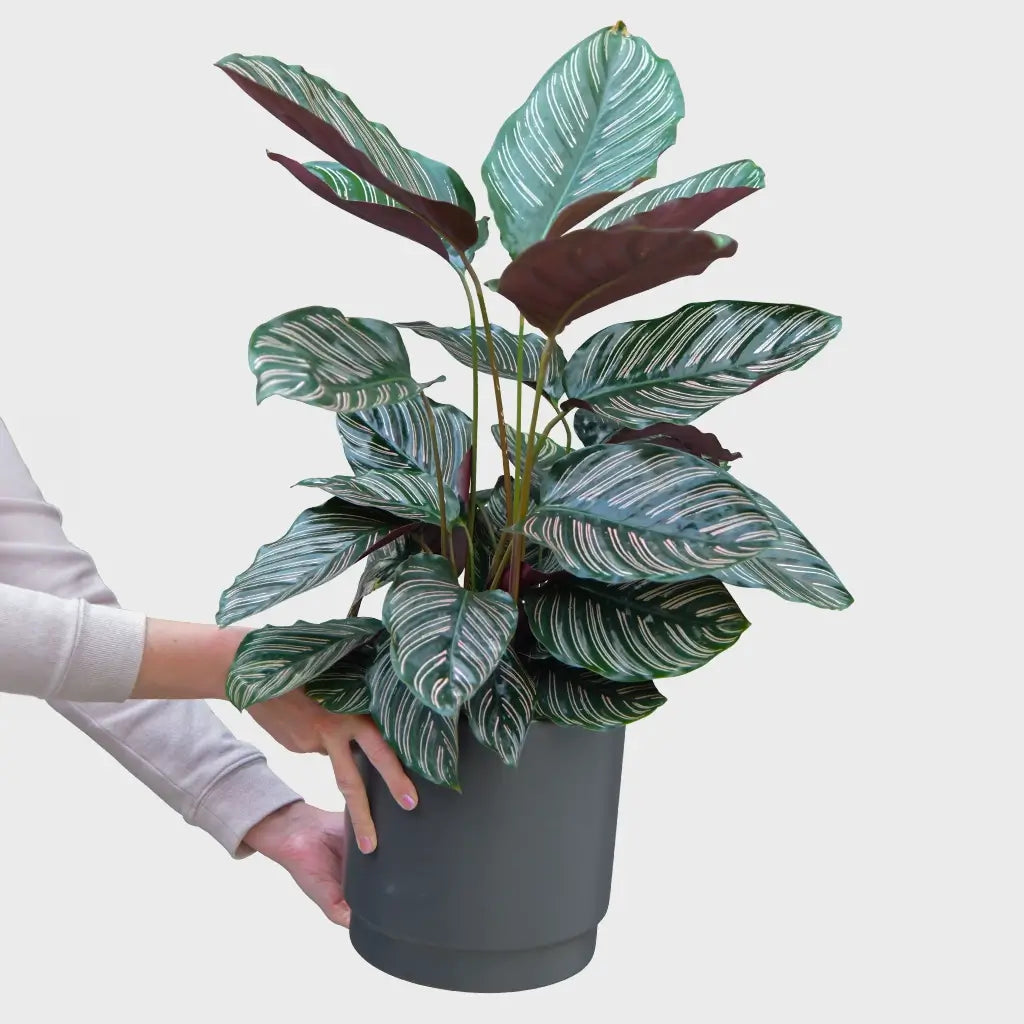 Calathea Orbifolia No.19