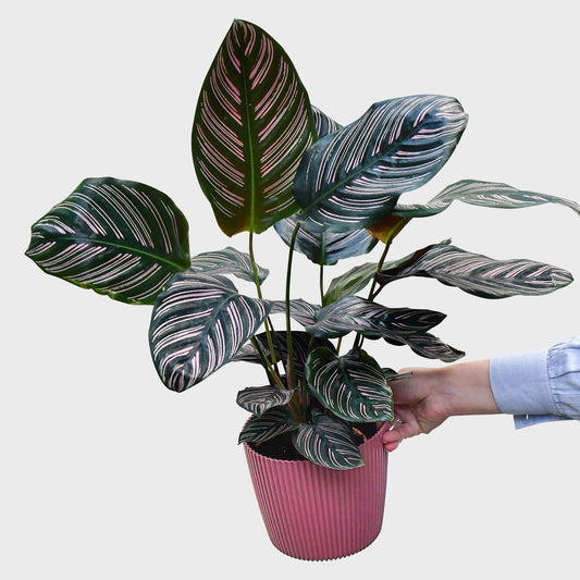 Gesunde, kräftige Calathea Ornata Sanderiana Zimmerpflanze frisch beim Gärtner kaufen