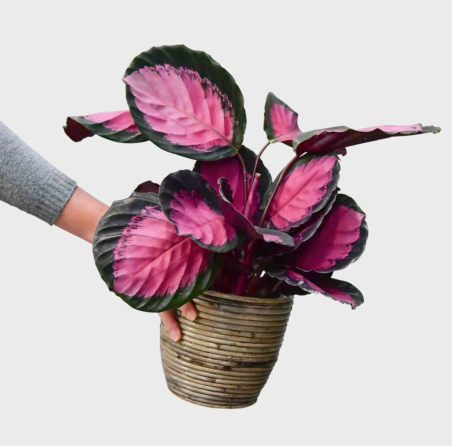 Calathea Rose Crimson