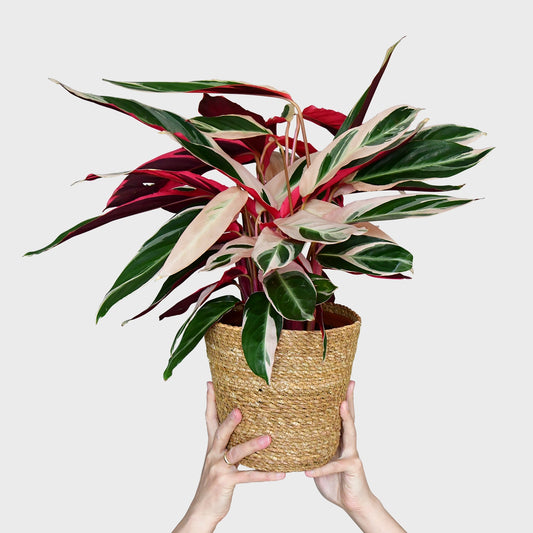 Calathea Triostar No.19