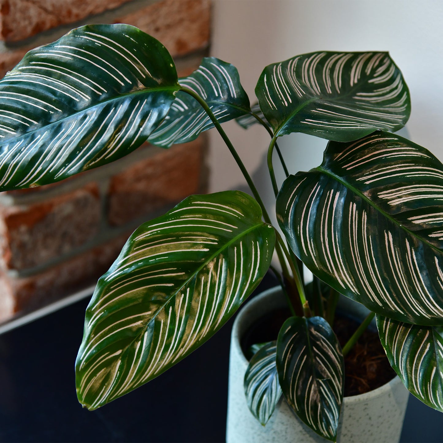 Calathea Ornata Pink