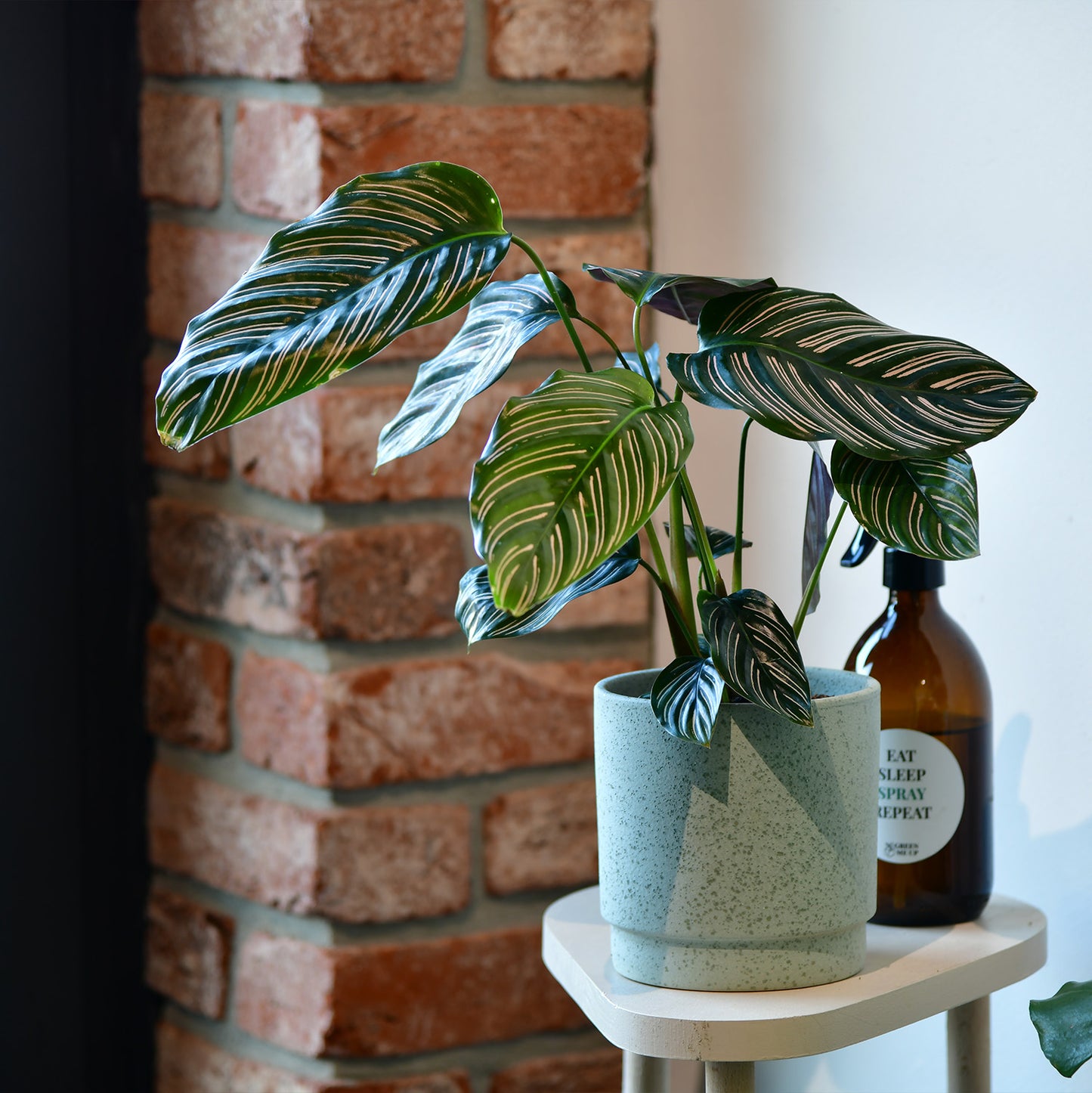 Calathea Ornata Pink