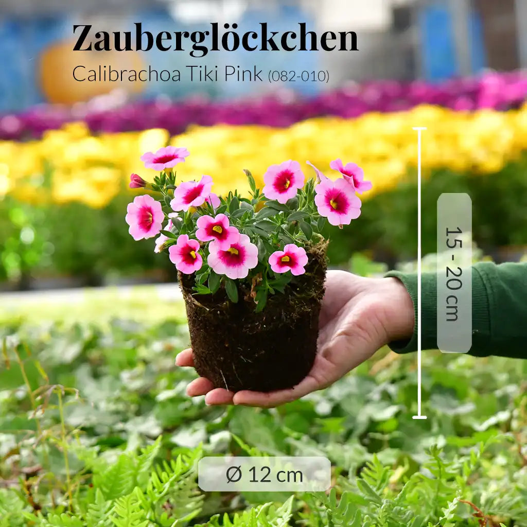 Calibrachoa Tiki Pink, hängend