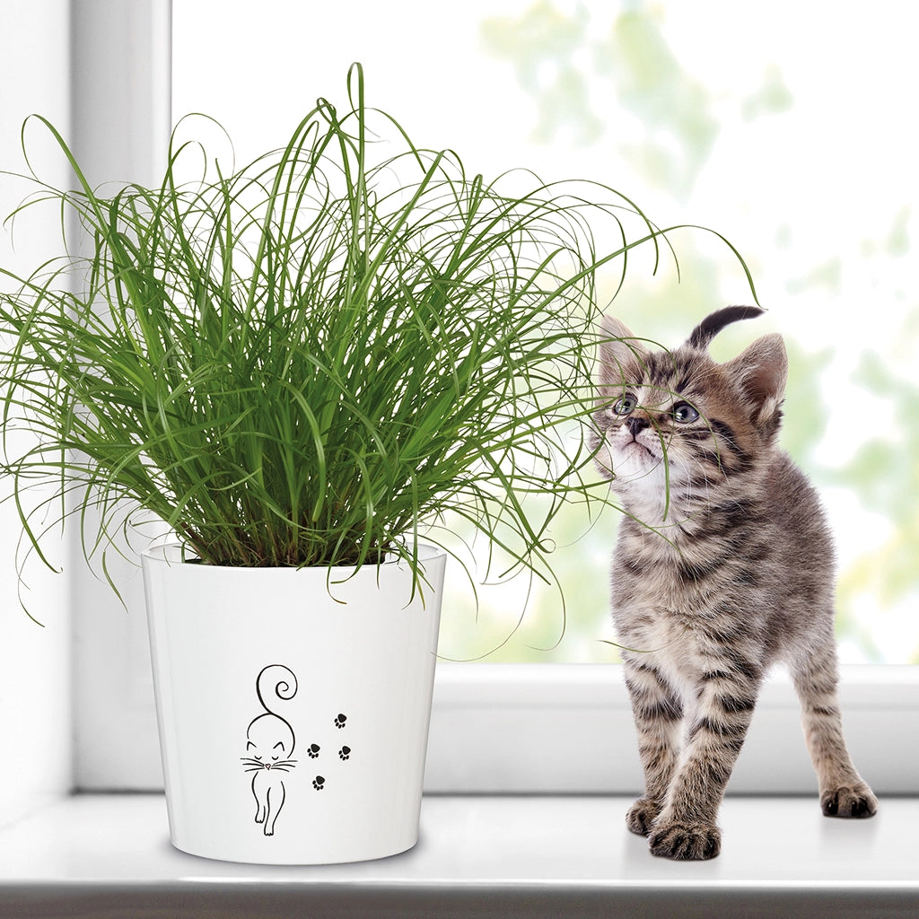 2er Übertopfset Catview & Catwalk