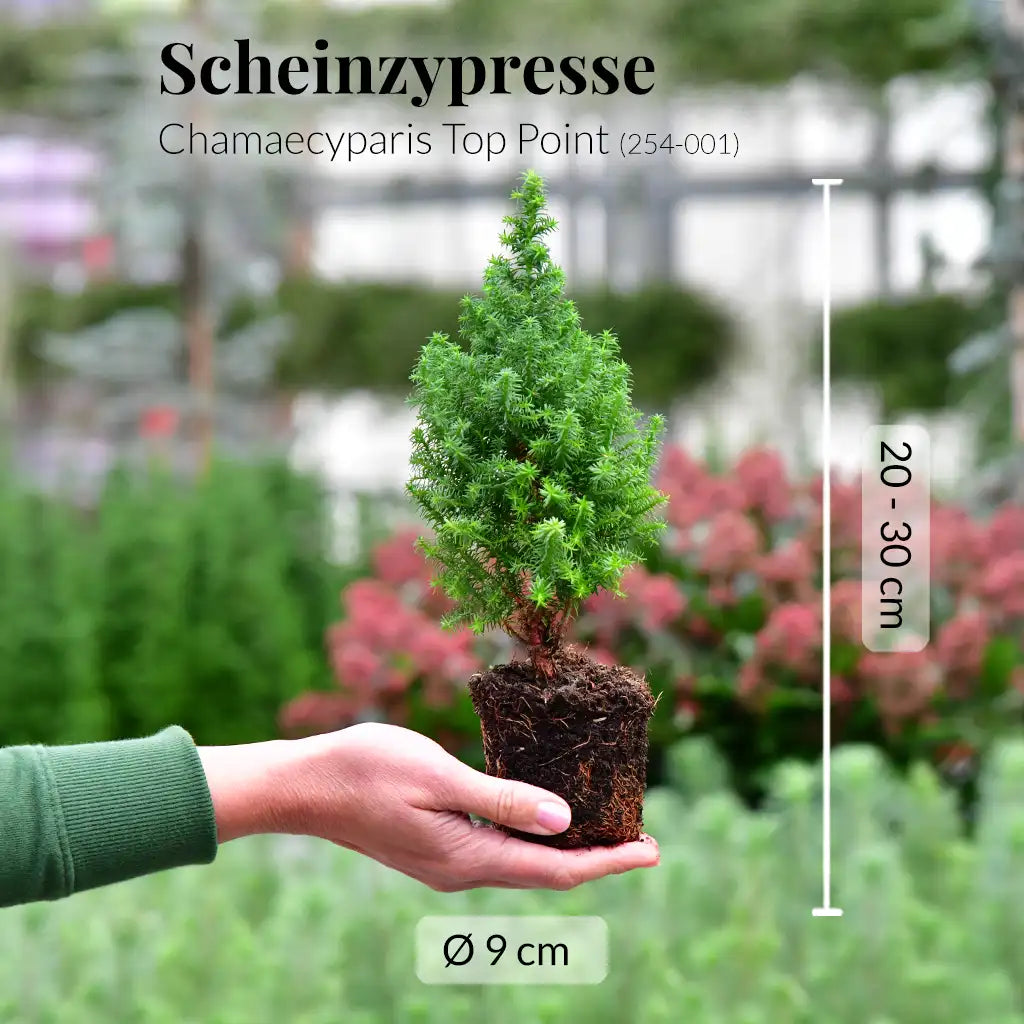 Babypflanzen Trio Weihnachtsbaum Mix