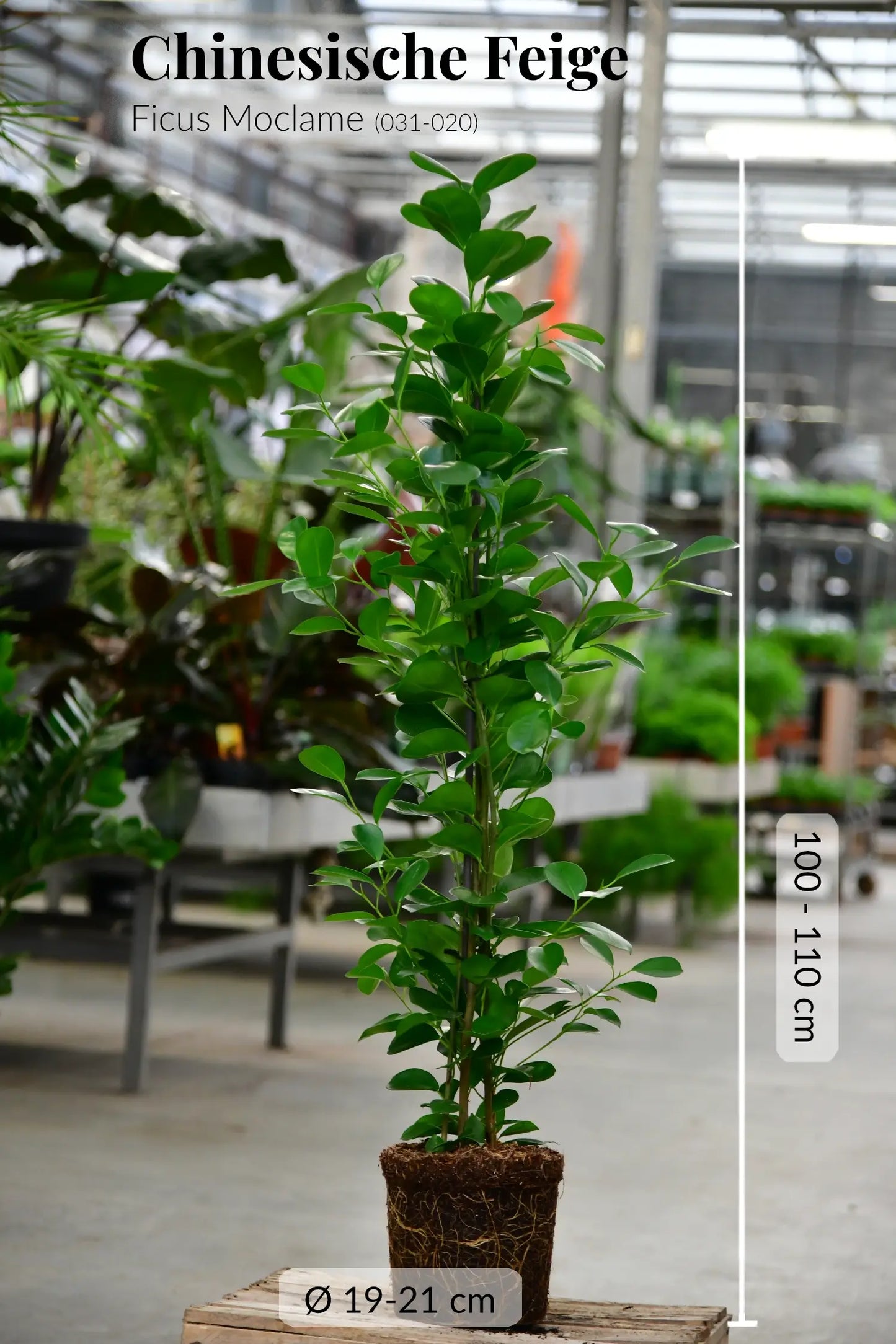 SPECIAL OFFER Große Chinesische Feige Ficus Moclame, 100-110cm