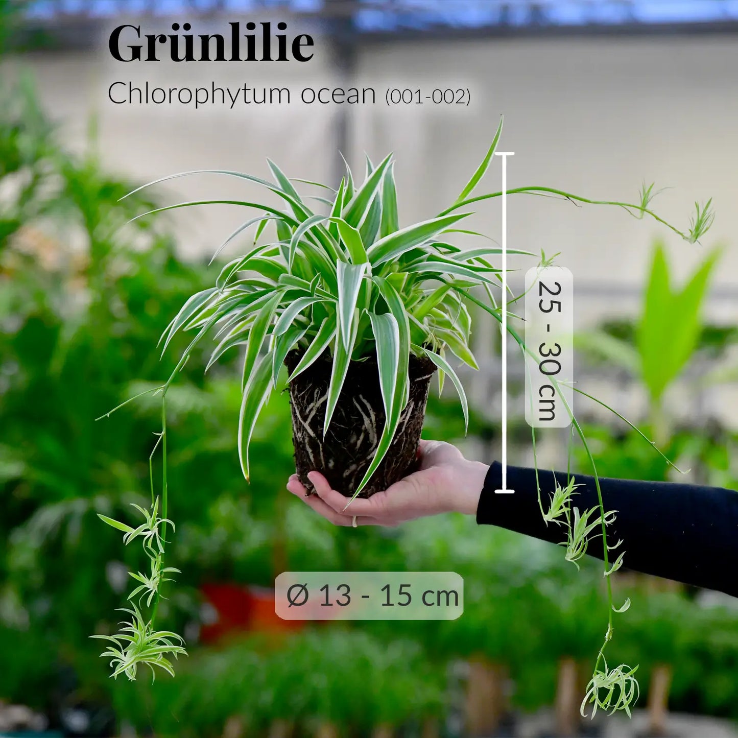 Frische Grünlilie direkt vom Gärtner