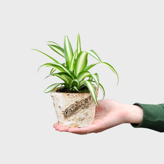 Babypflanze Grünlillie