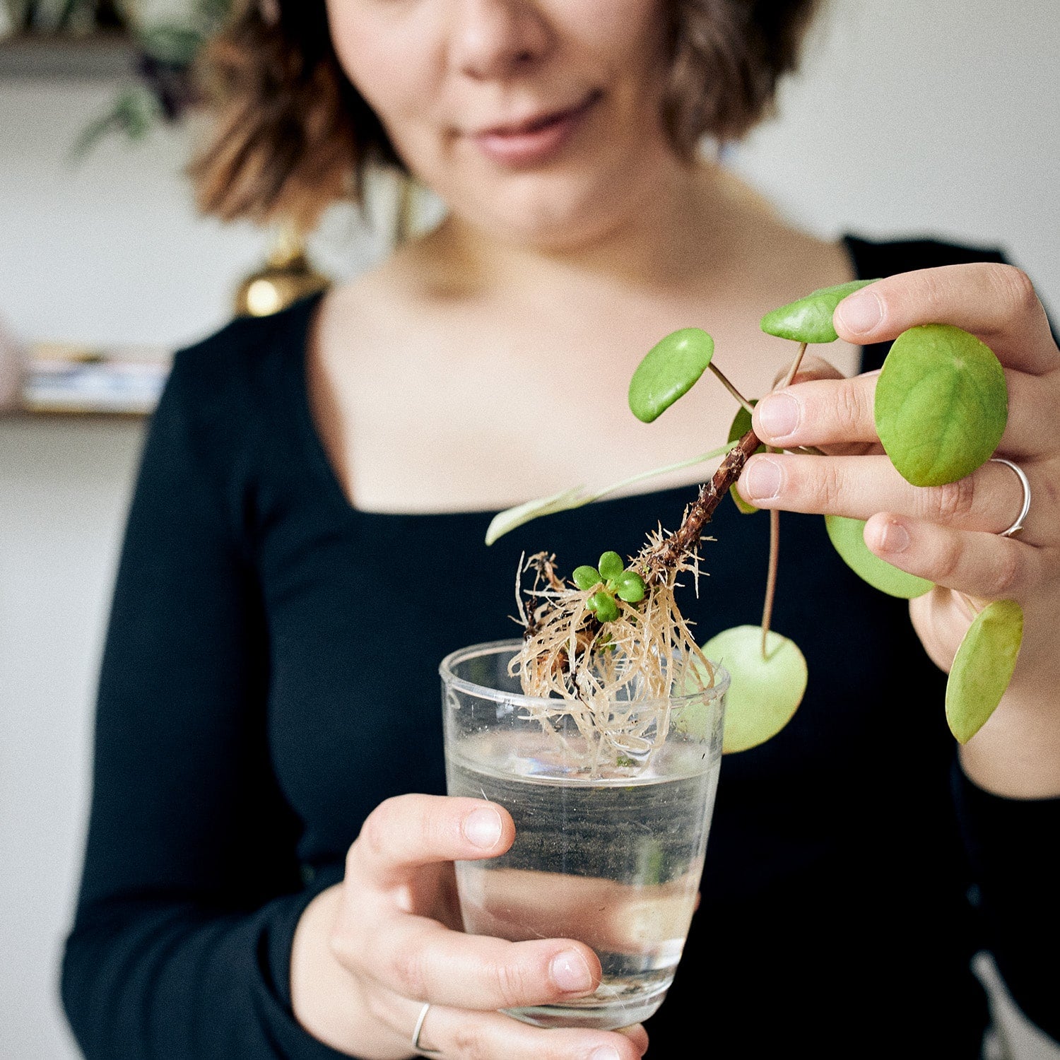 Ableger Pilea Pflanze selber züchten