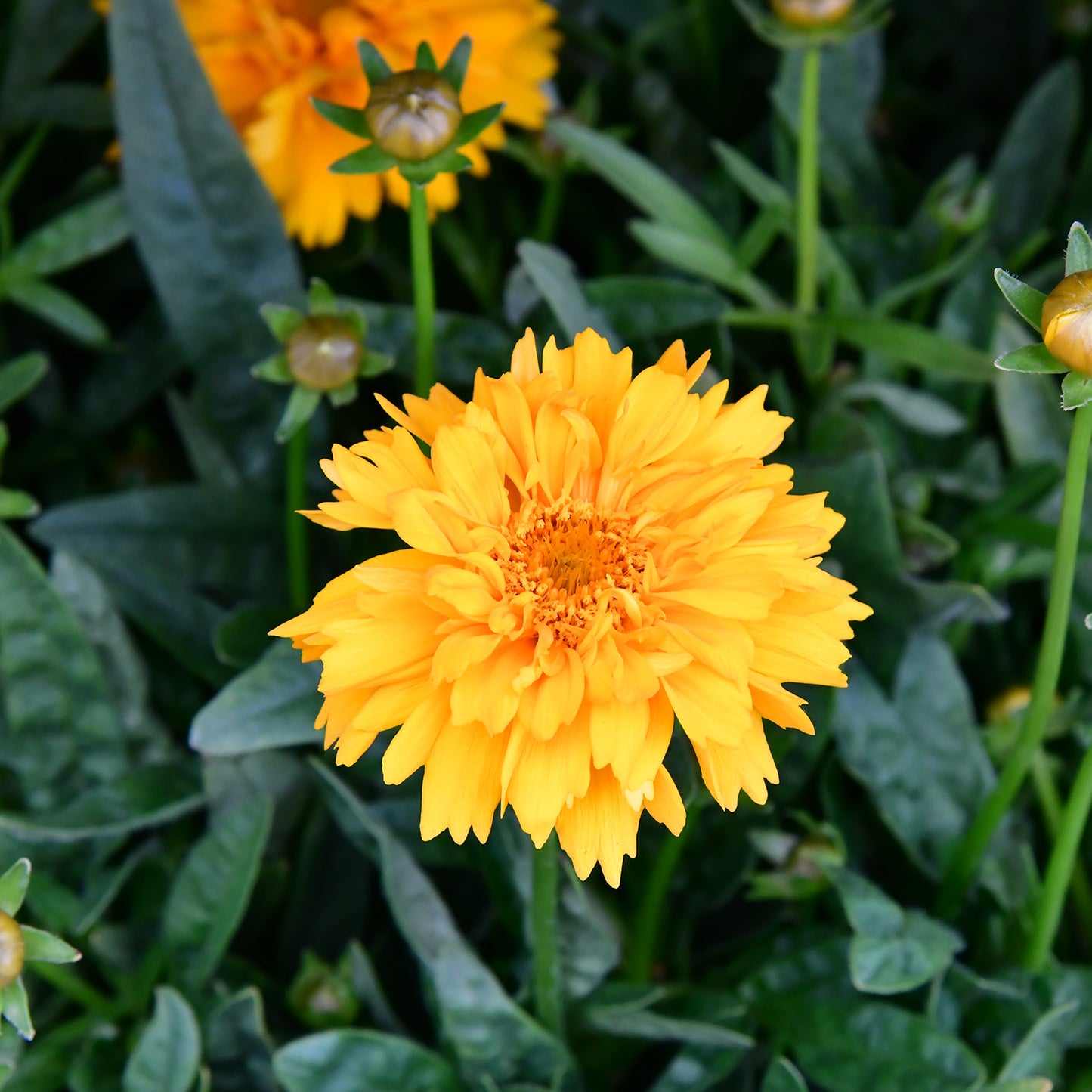 Mix & Match Bienenfreundliche Sommerstauden