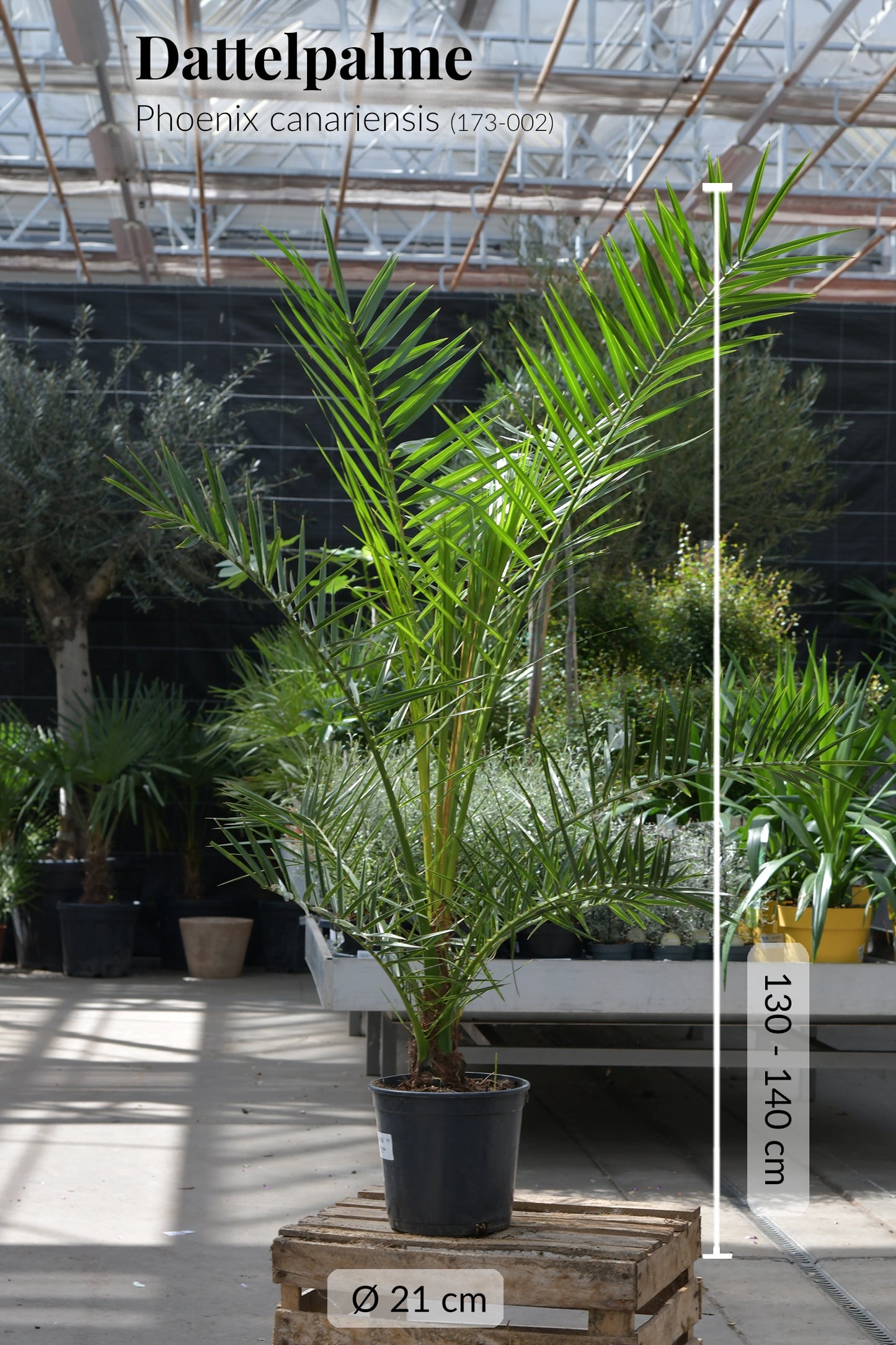 Dattelpalme frisch beim Gärtner kaufen