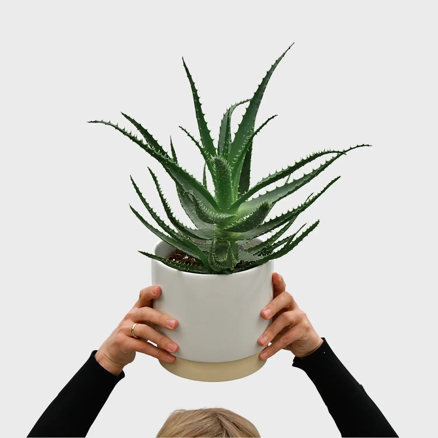 wo kann man frische aloe vera kaufen Aloe Aborescens