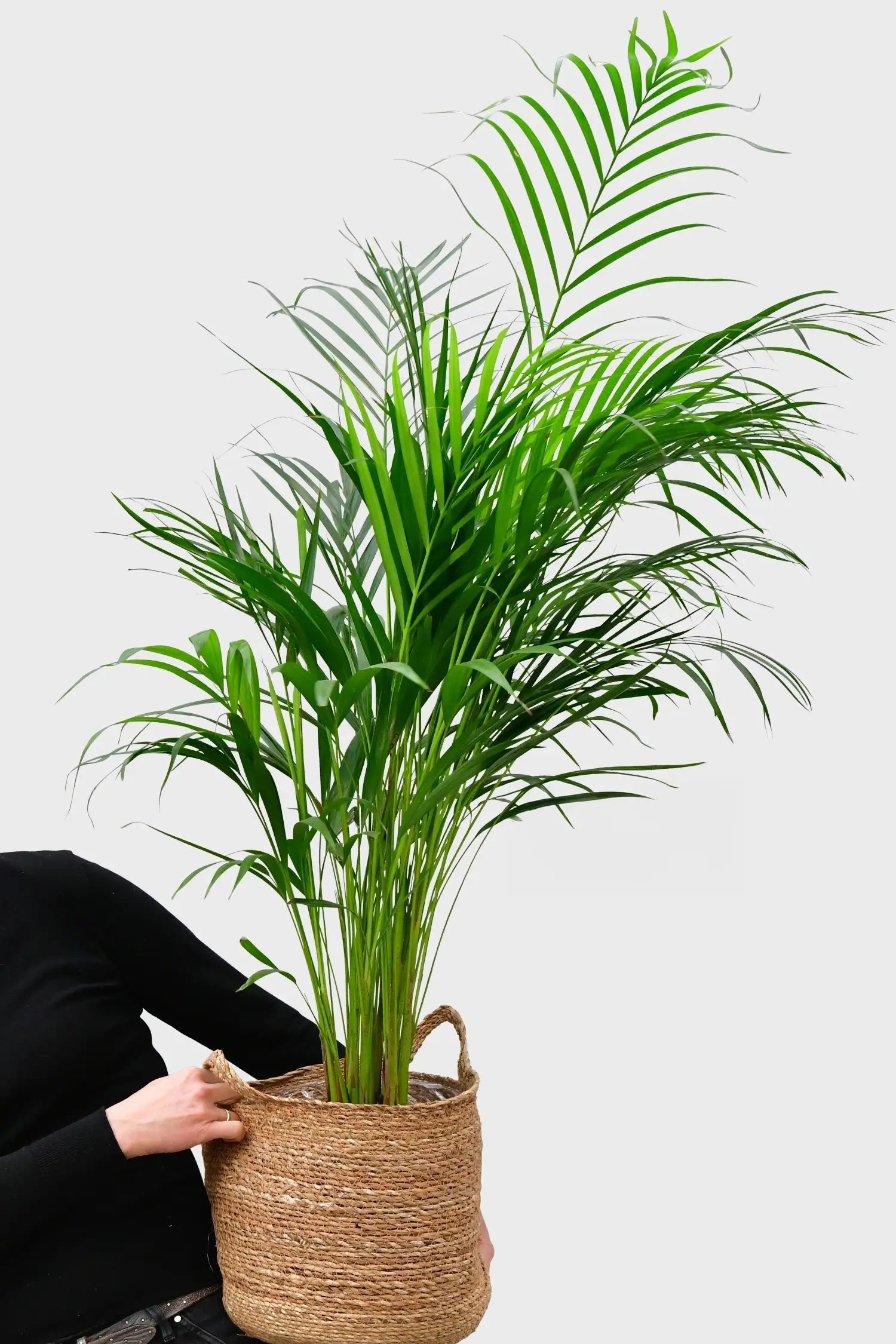 bauhaus goldfruchtpalme Große tierfreundliche Goldfruchtpalme – Green Me Up