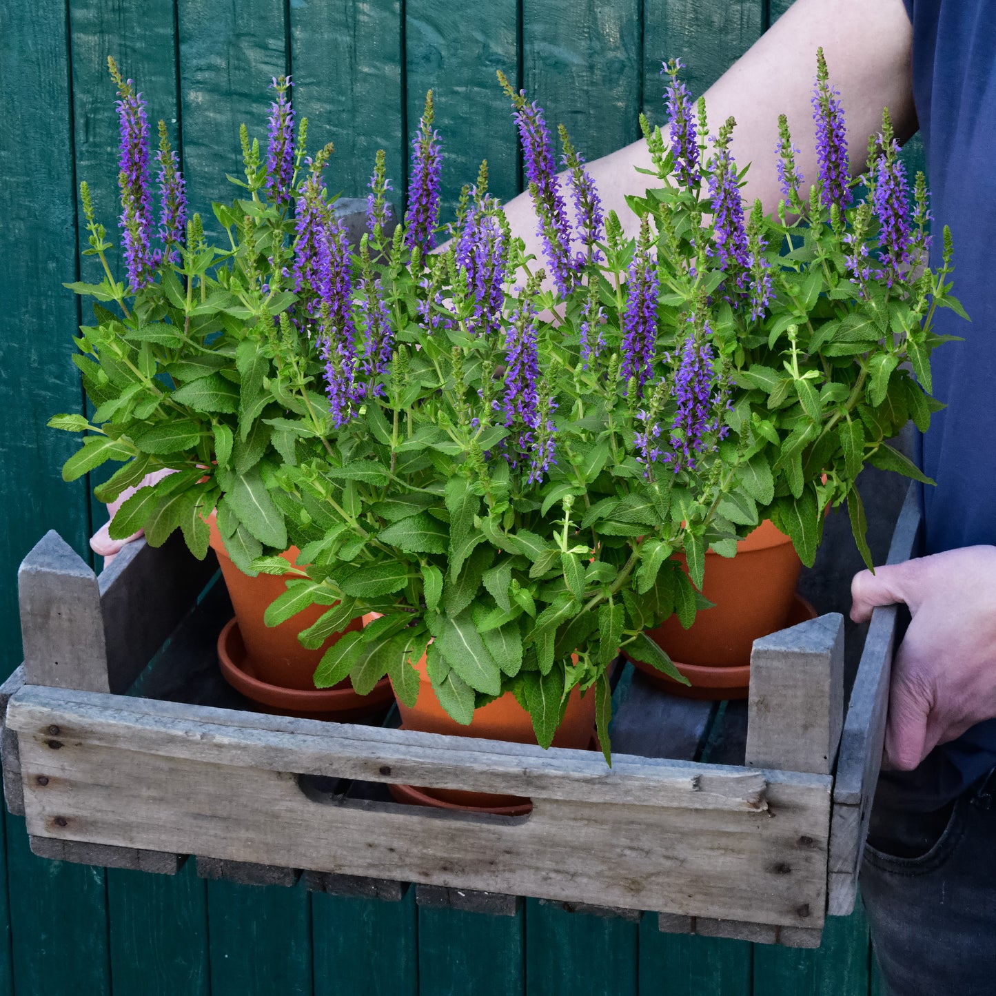 3er Box bienenfreundliche blaue Salvia