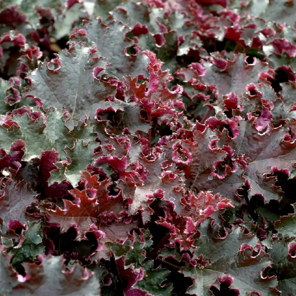 Heuchera Palace Purple
