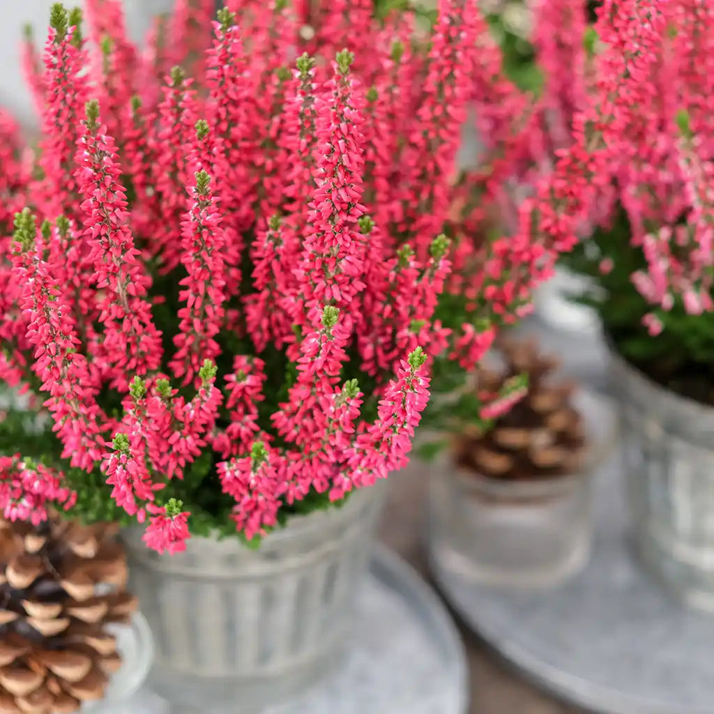 Calluna in Weinrot