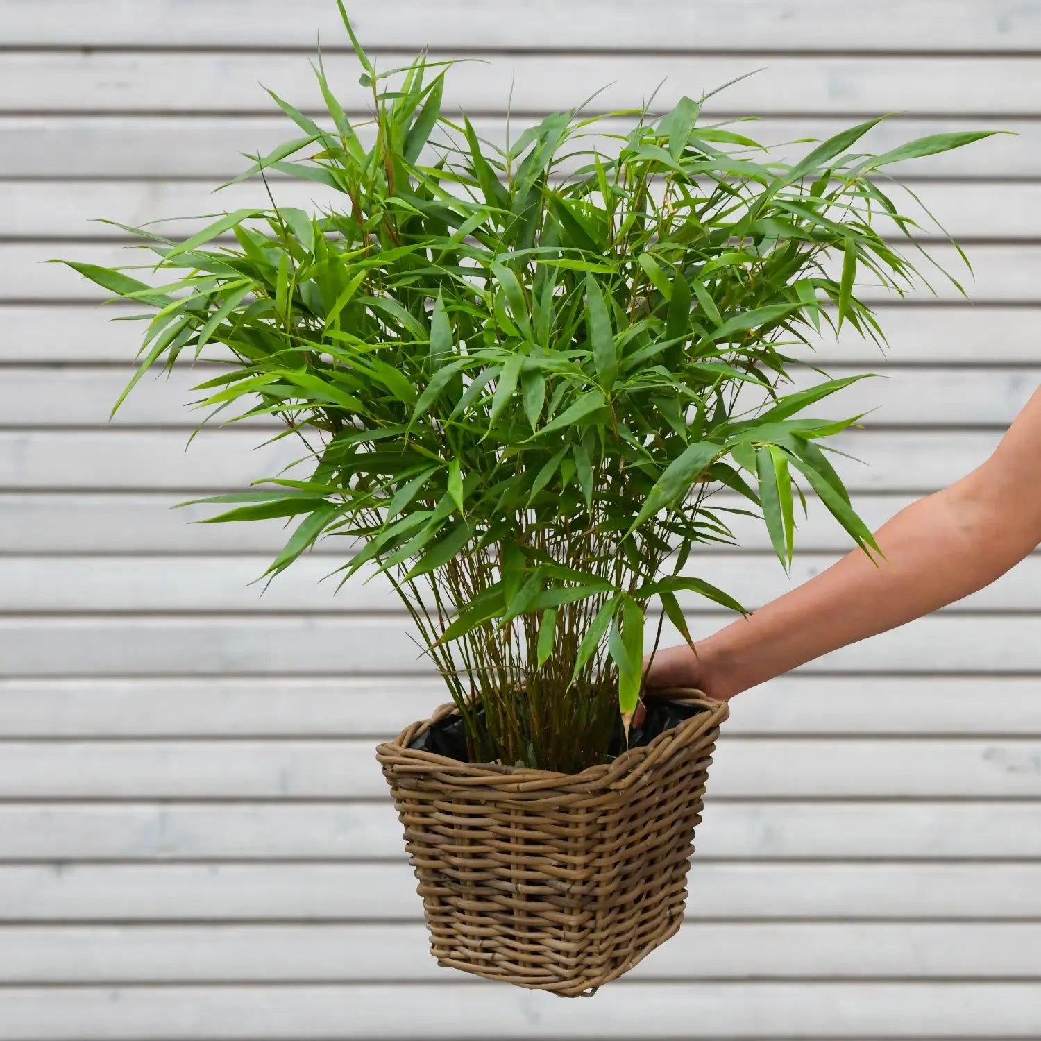 Bambus für den Balkon kaufen – Green Me Up