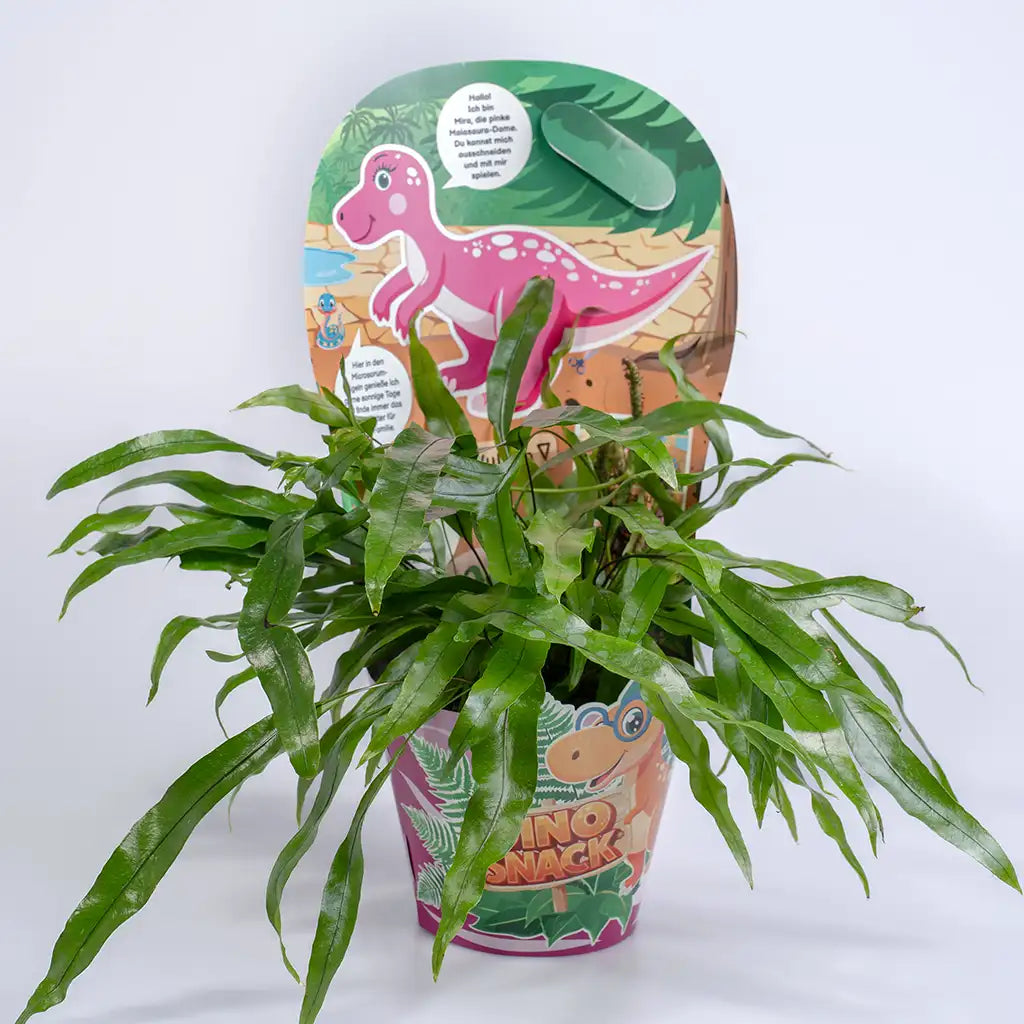 DinoSnack® Mira´s Kängerufarn