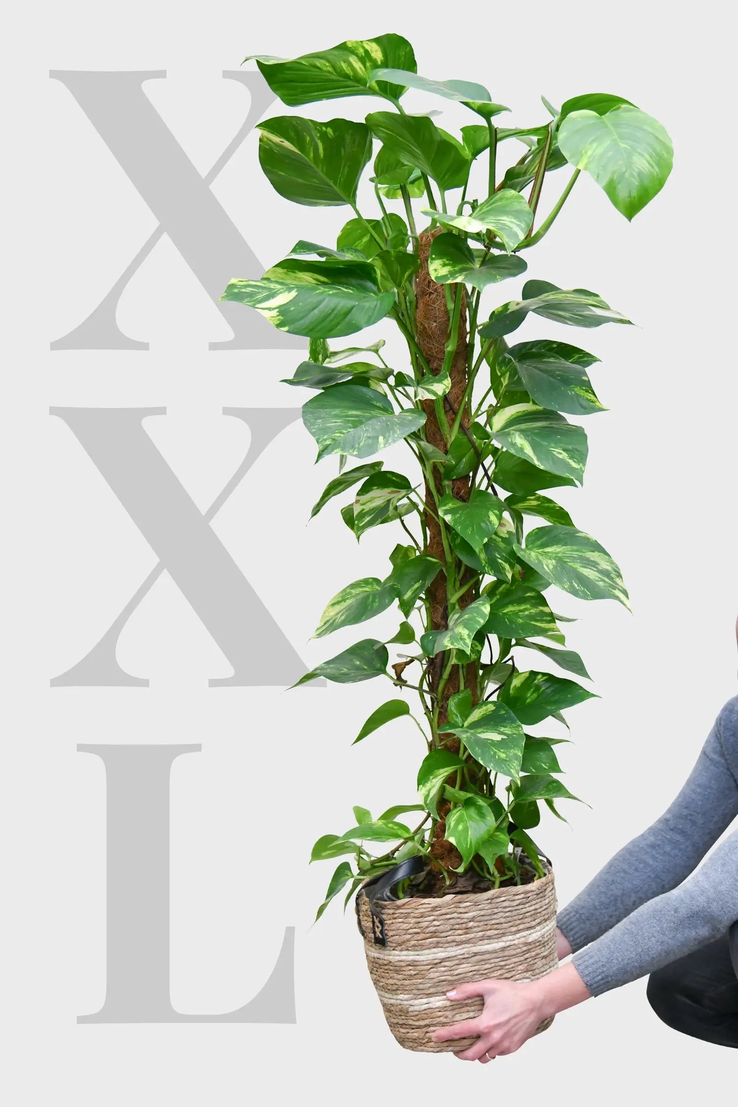 pothos pflanze kaufen XXL Efeutute am Stab 130cm – Green Me Up