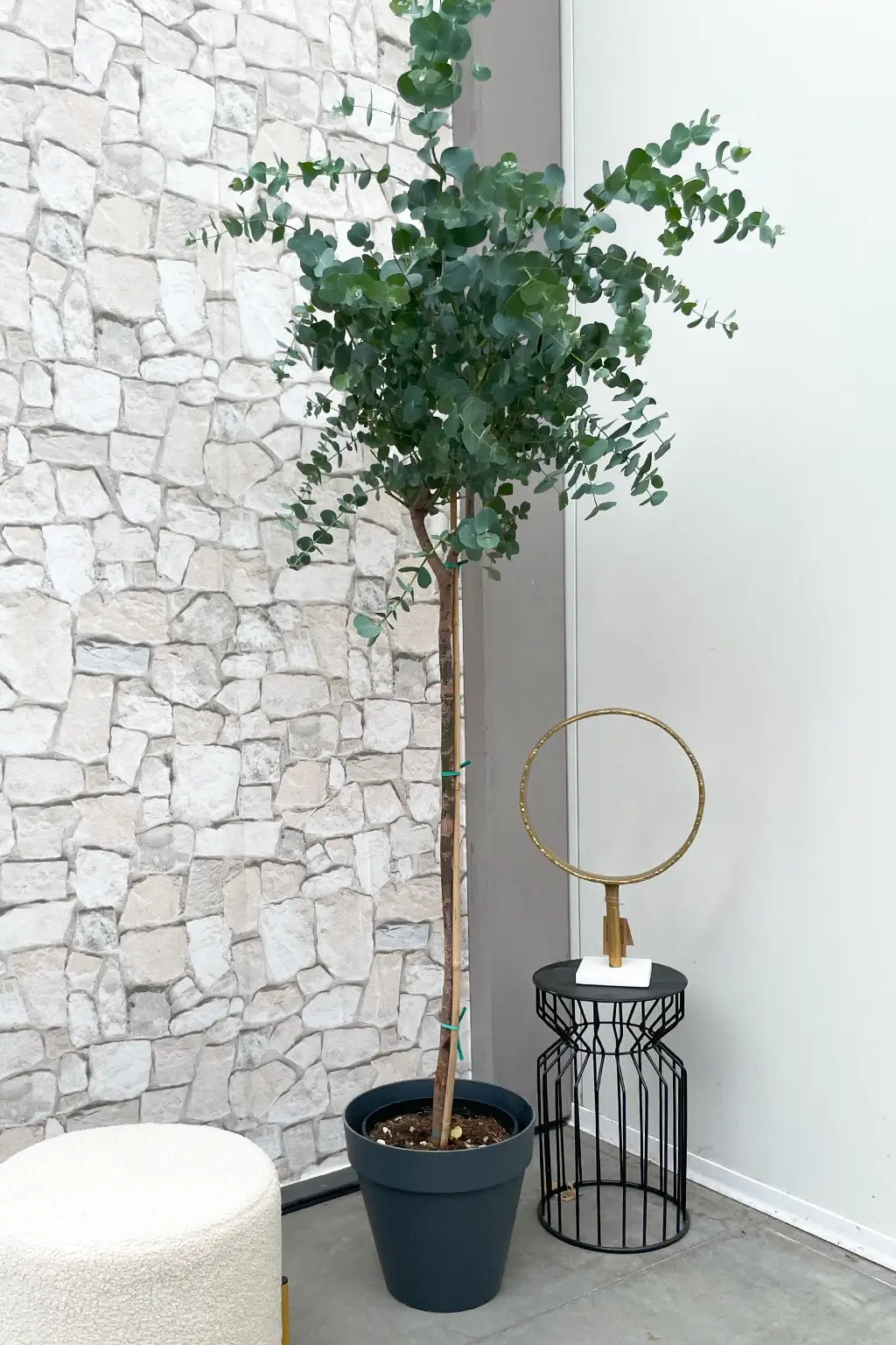 Echter XXL Eukalyptusbaum, 160-170cm